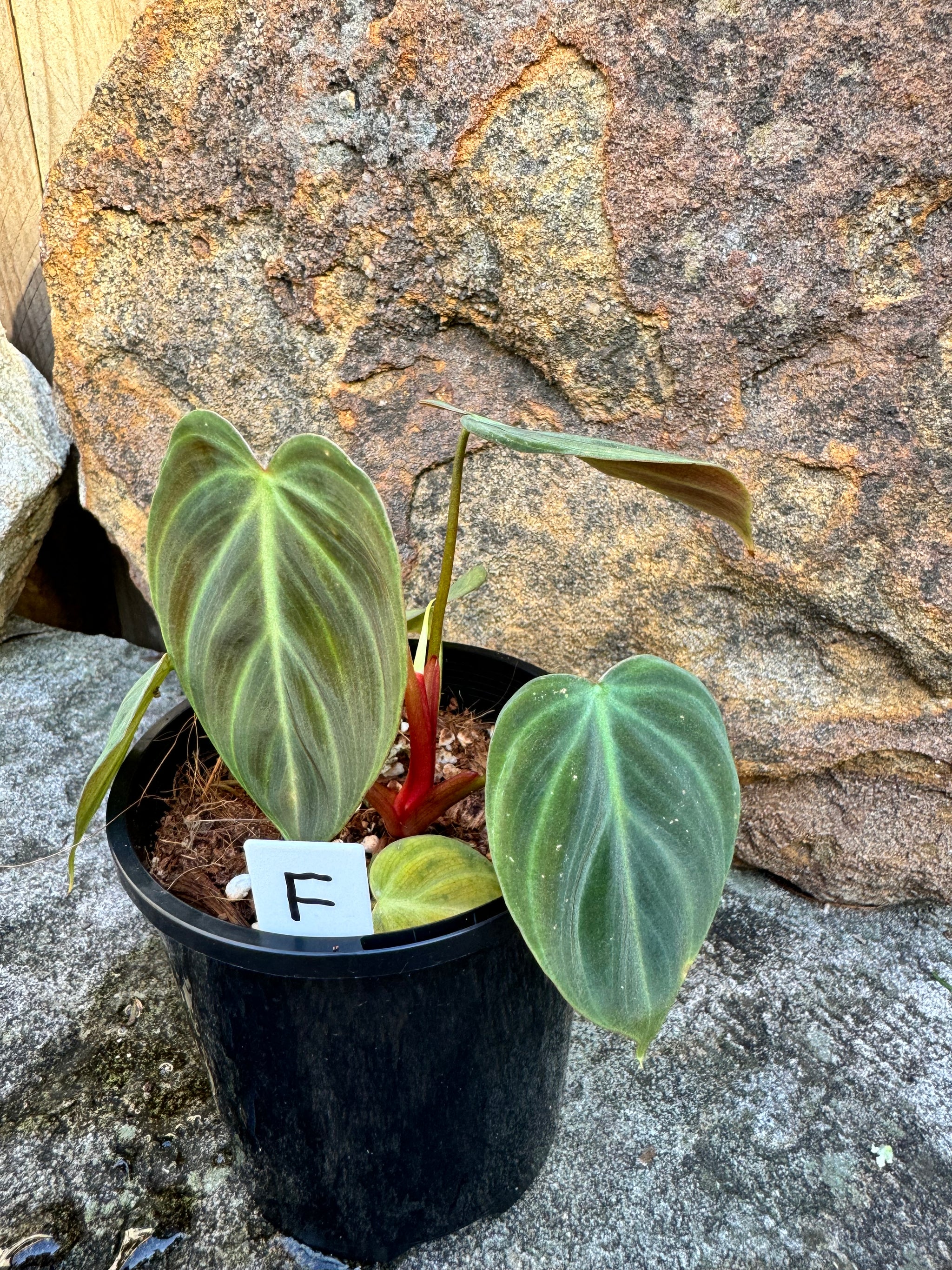 Philodendron 'El-Choco' Red