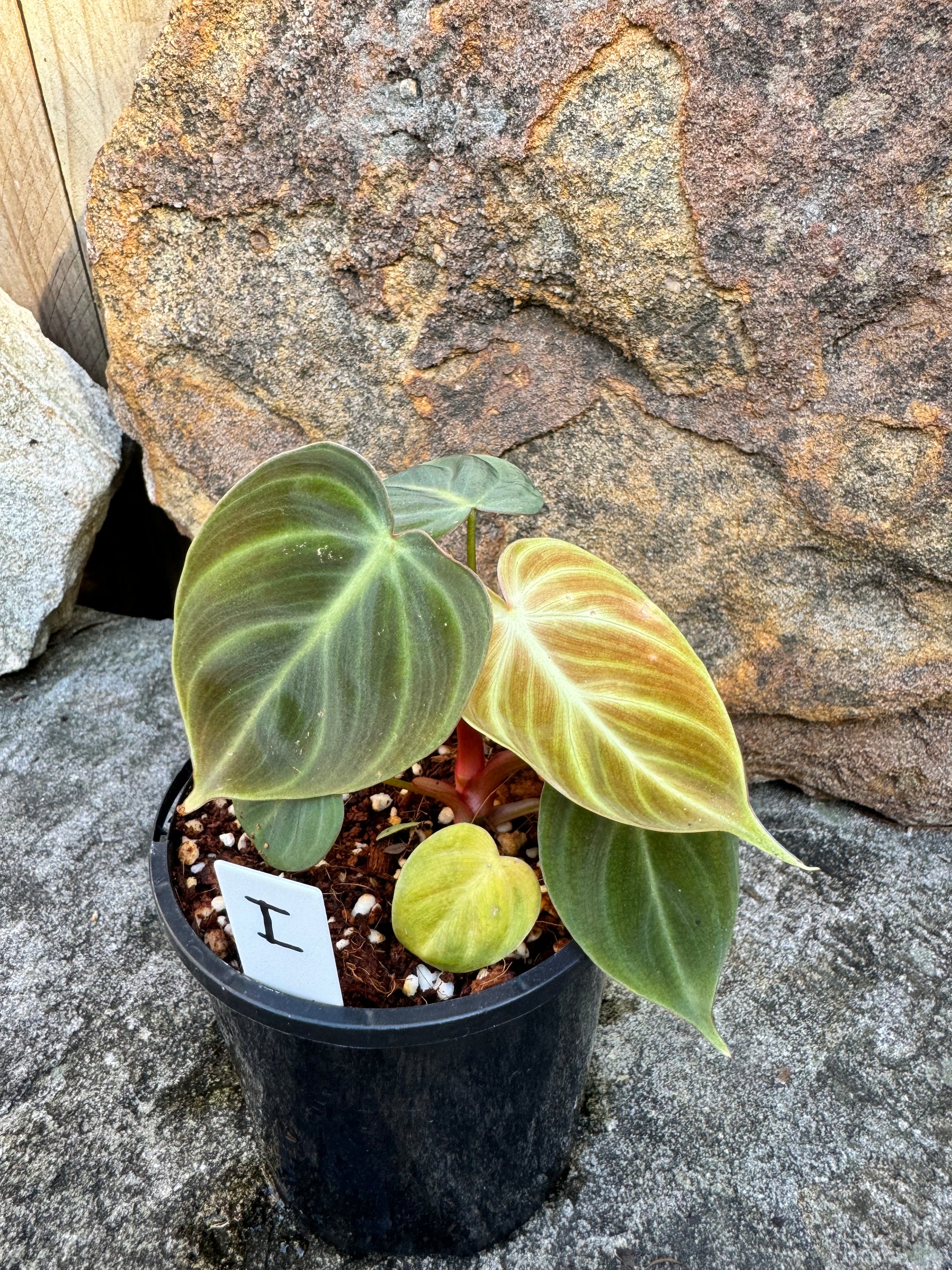 Philodendron 'El-Choco' Red