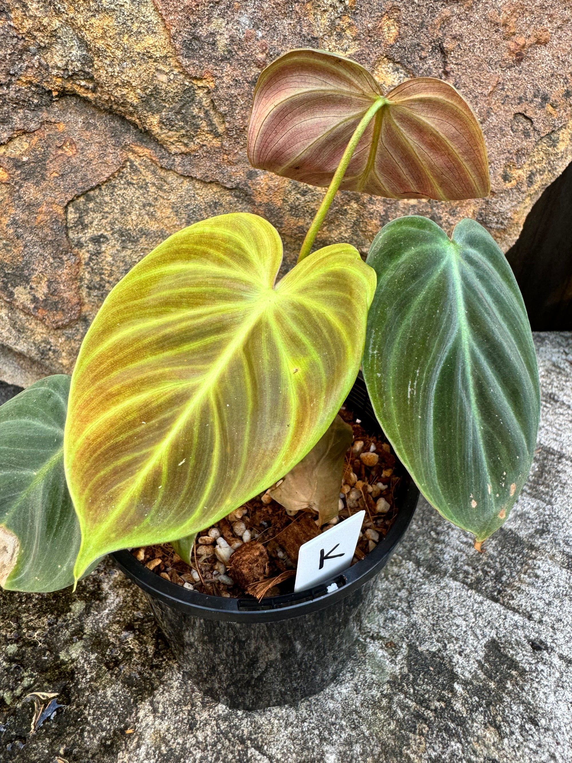 Philodendron 'El-Choco' Red