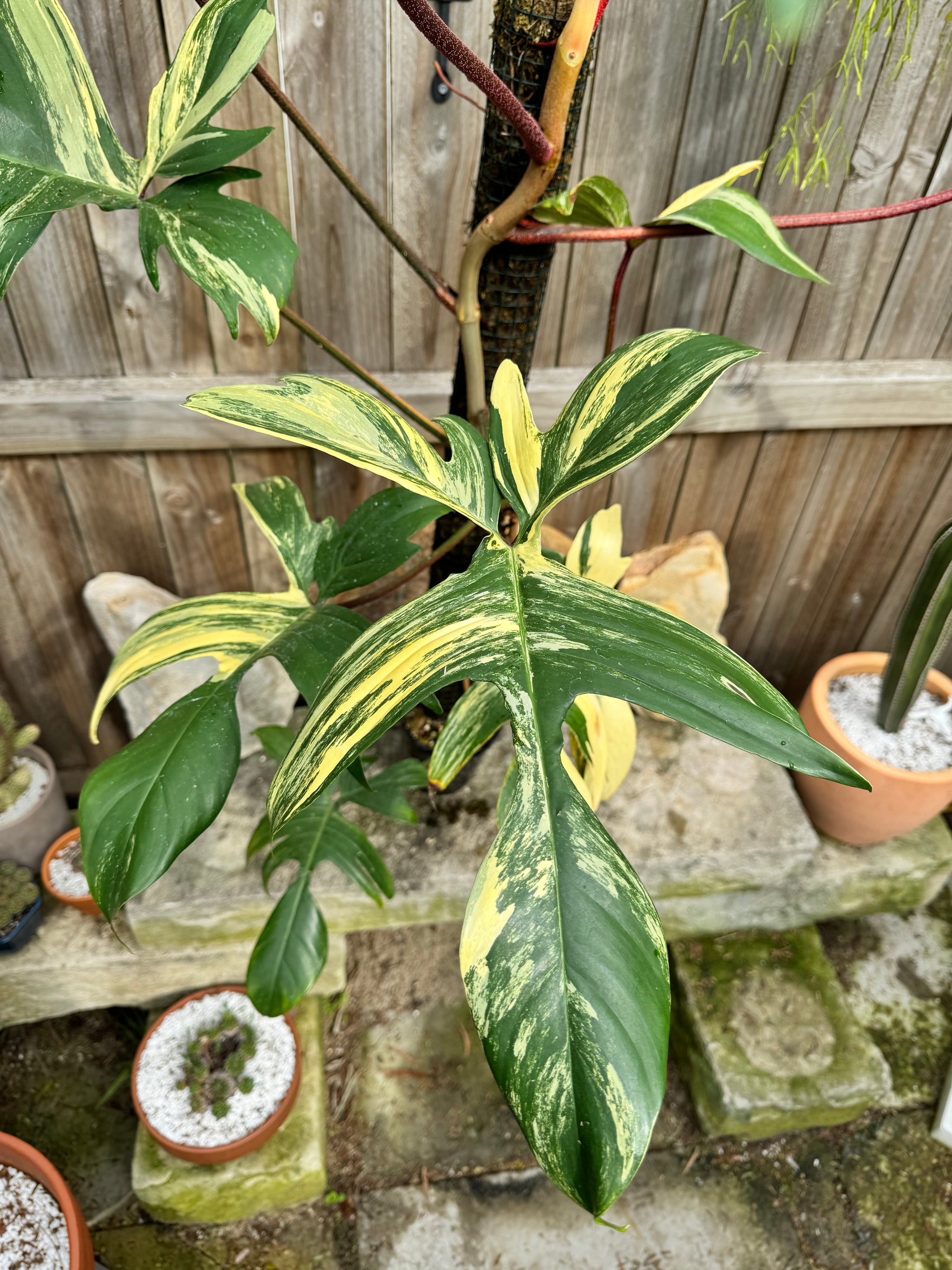 XL Philodendron 'Florida Beauty'