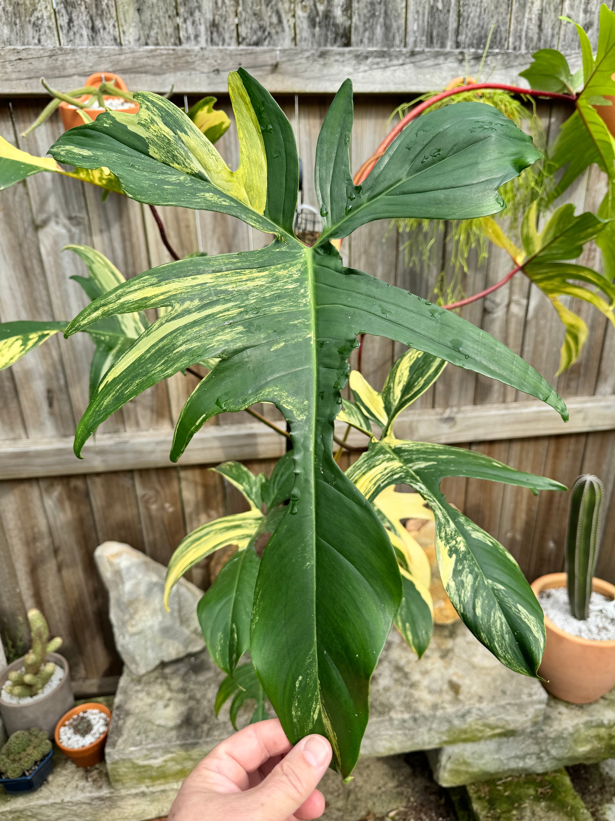 XL Philodendron 'Florida Beauty'