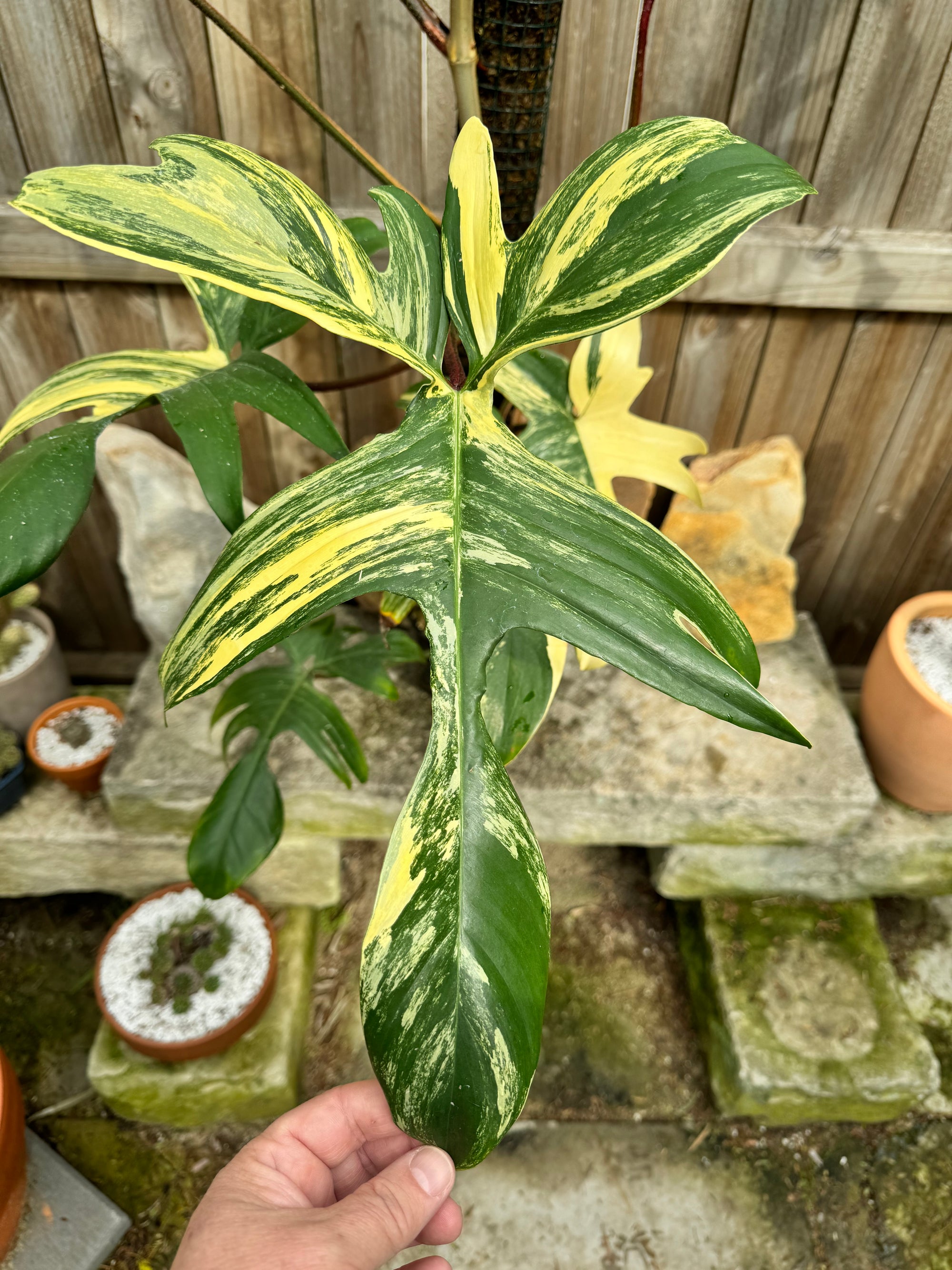 XL Philodendron 'Florida Beauty'