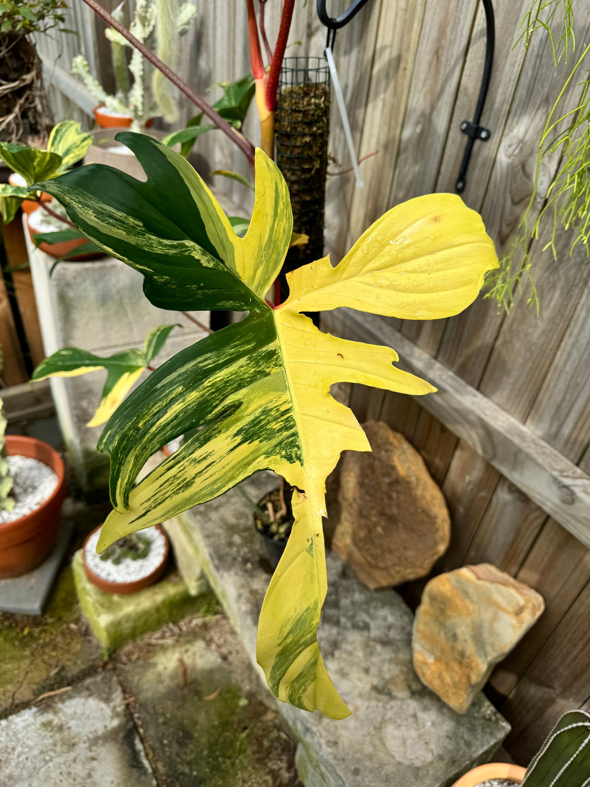 XL Philodendron 'Florida Beauty'