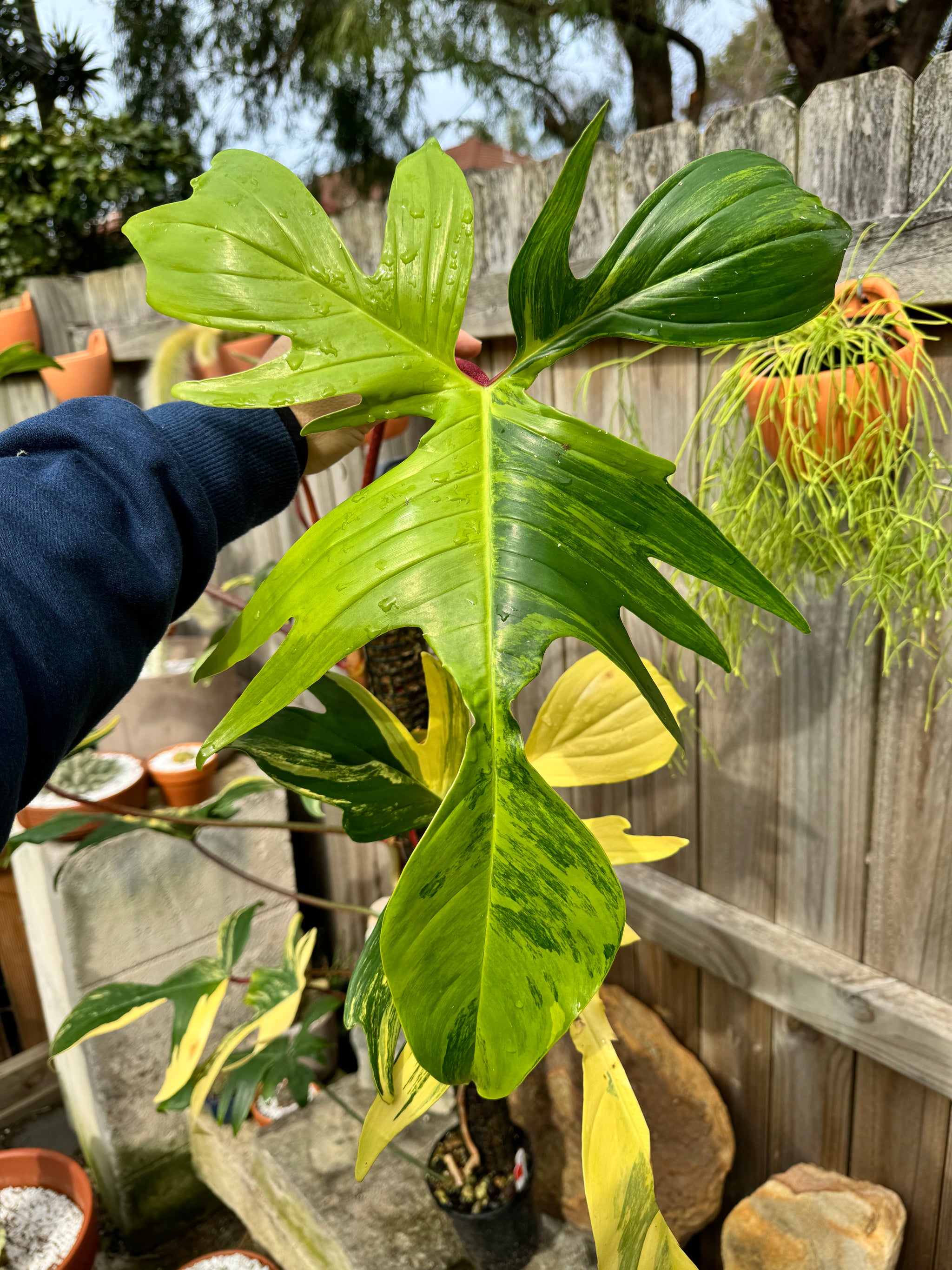 XL Philodendron 'Florida Beauty'