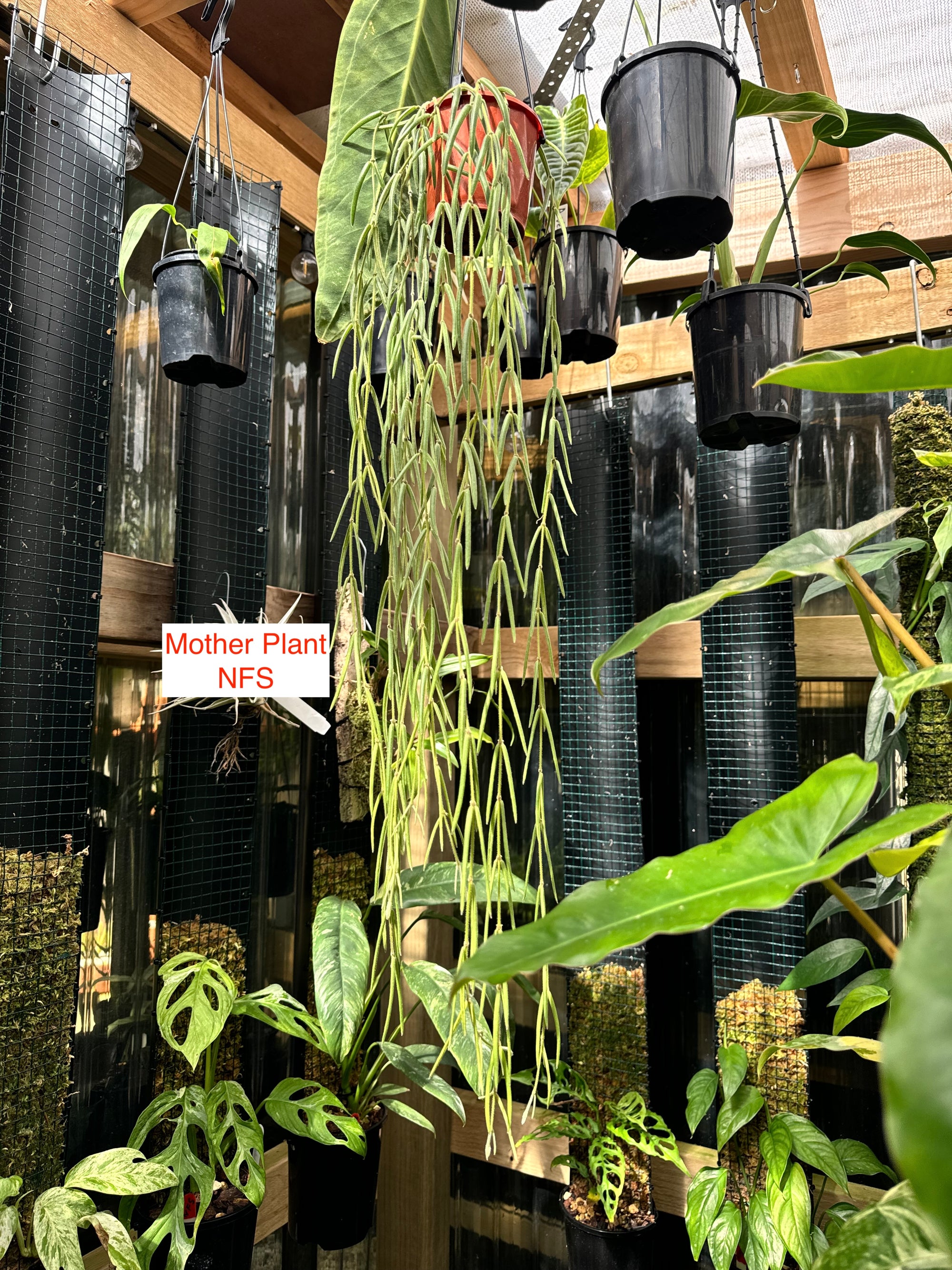 Hoya linearis - Mother Plant