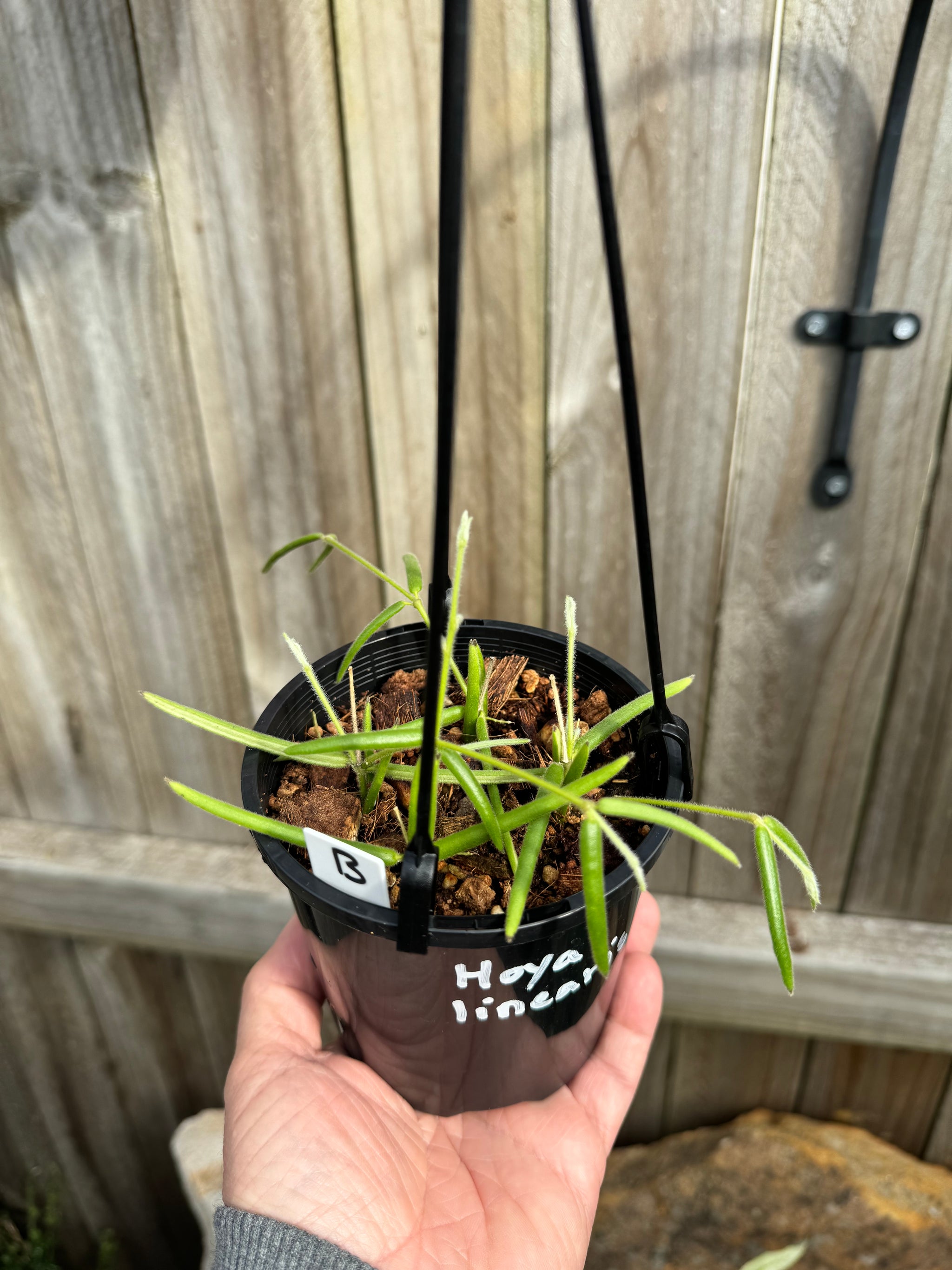 Hoya linearis B