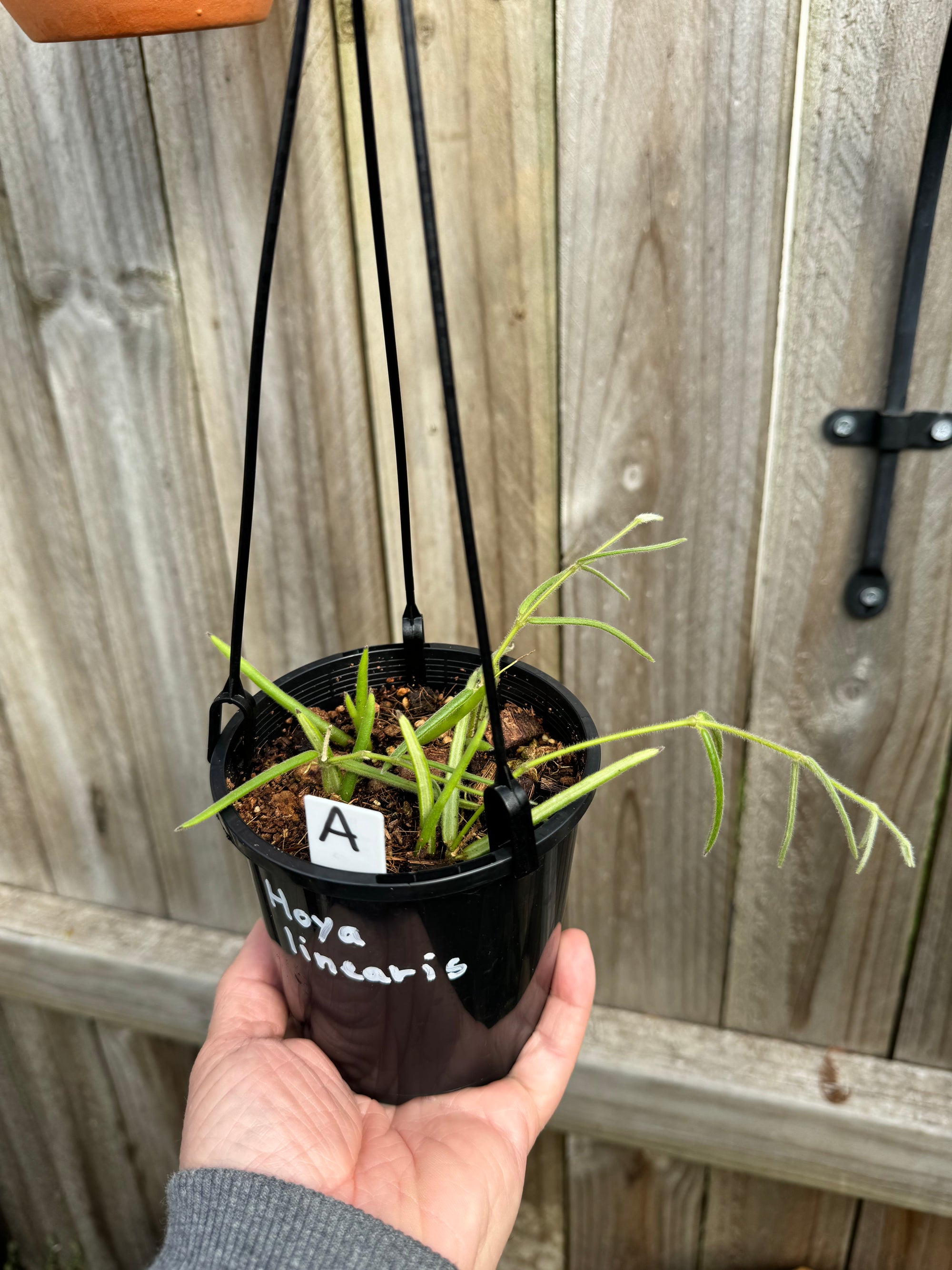 Hoya linearis A