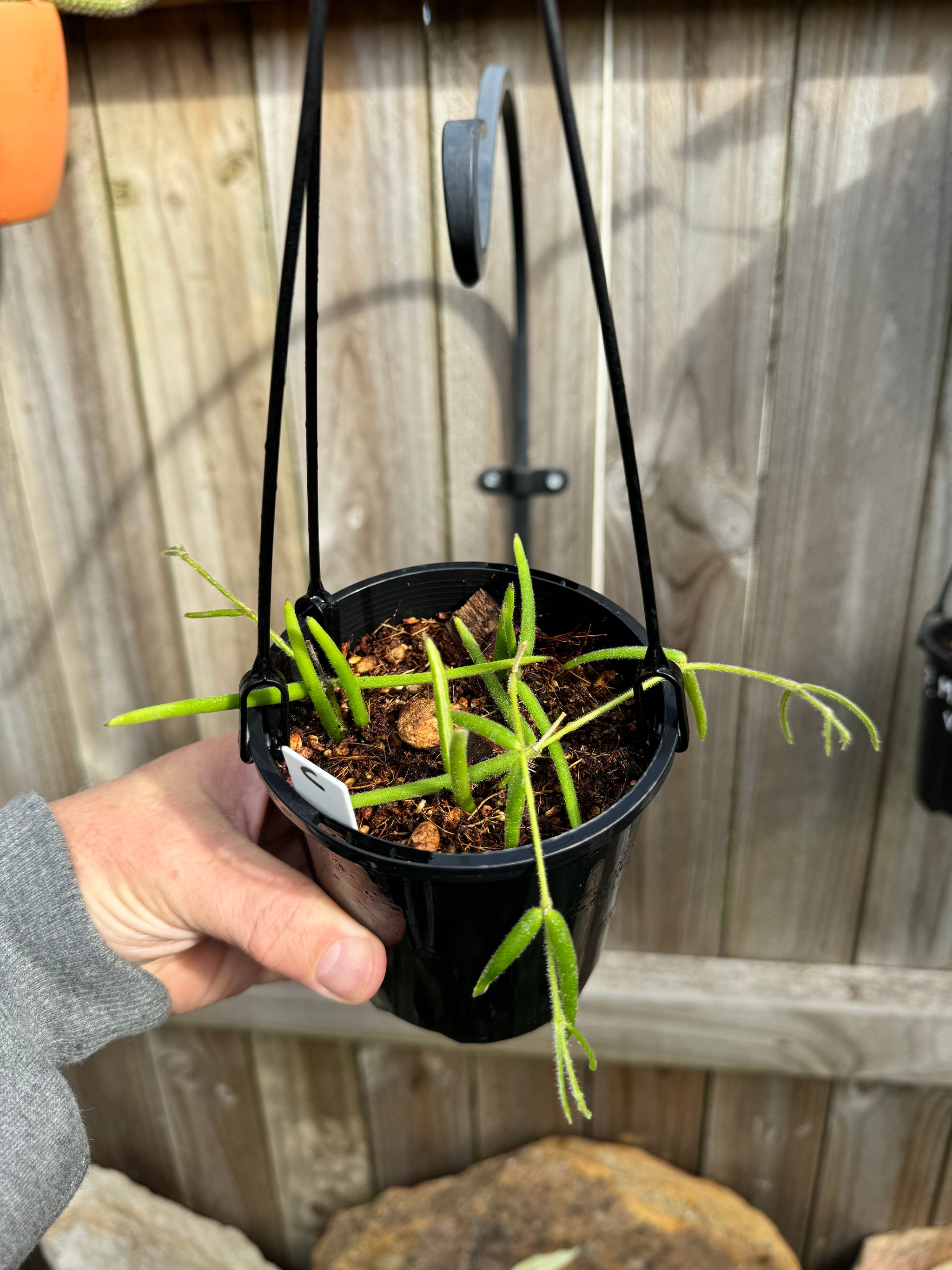 Hoya linearis C