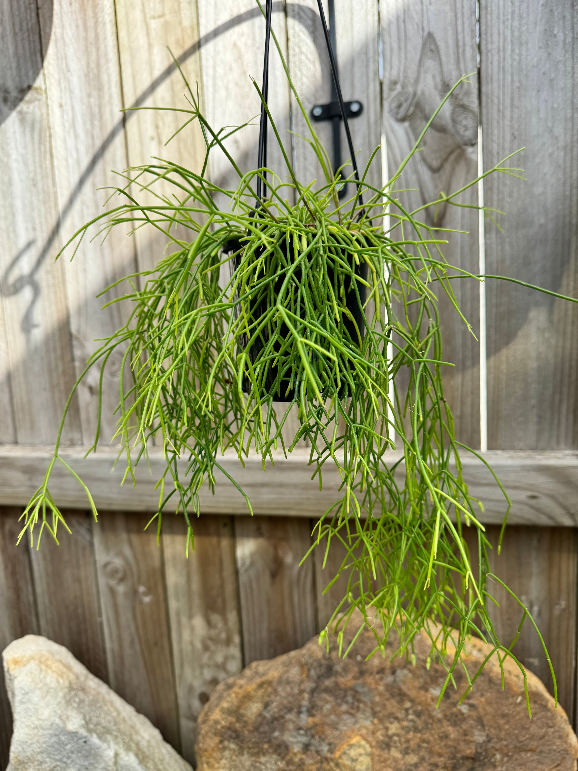 Rhipsalis baccifera A