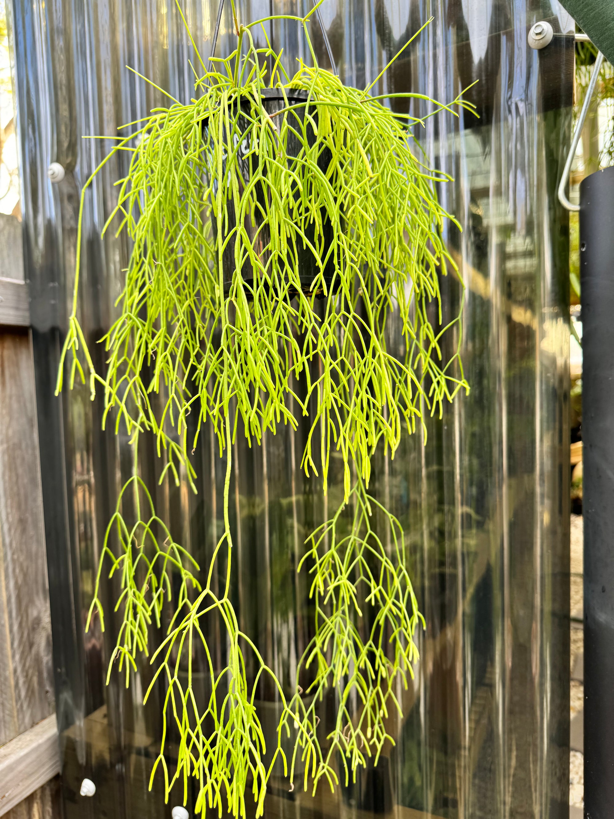 Rhipsalis baccifera B