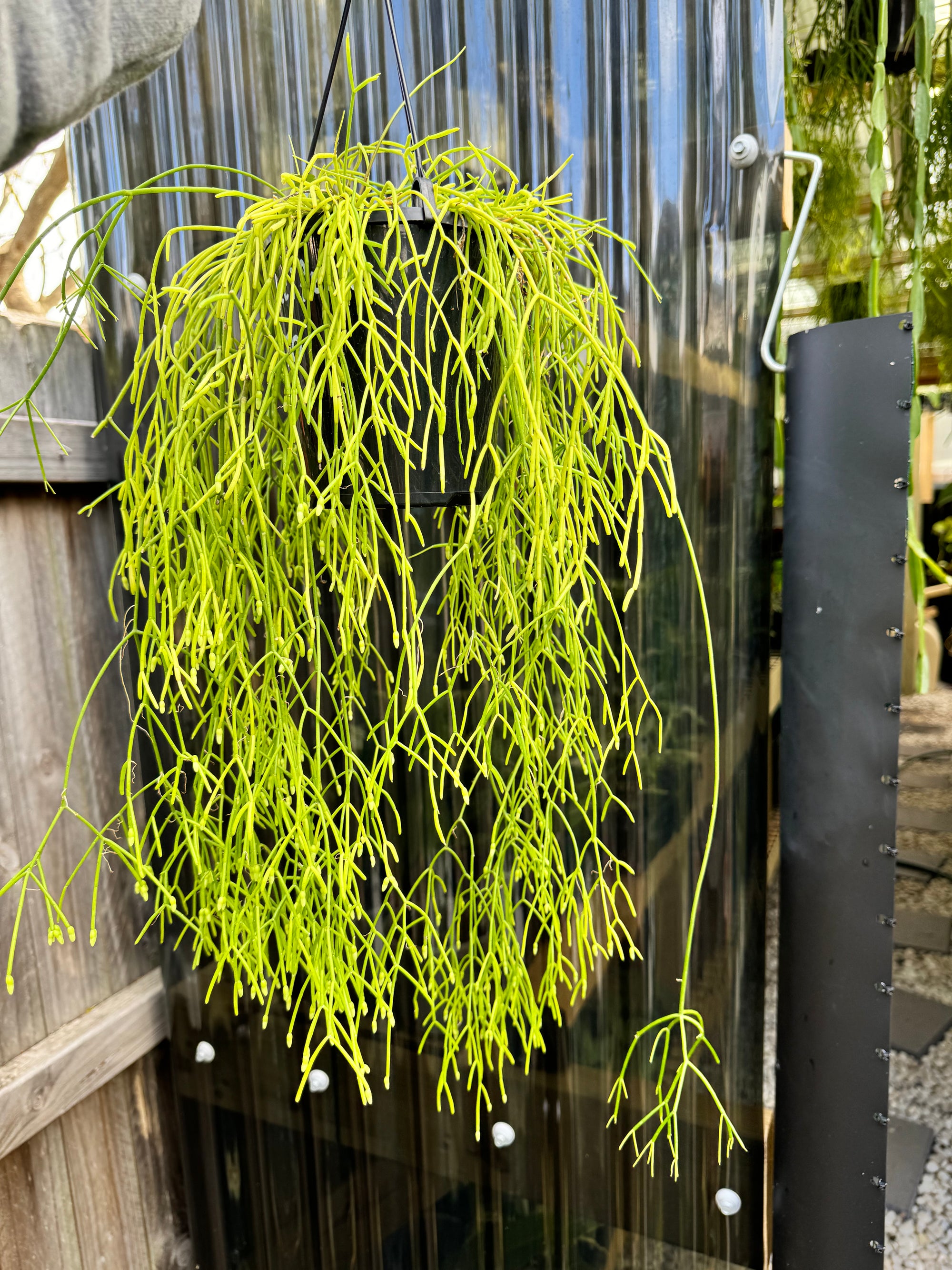 Rhipsalis baccifera C