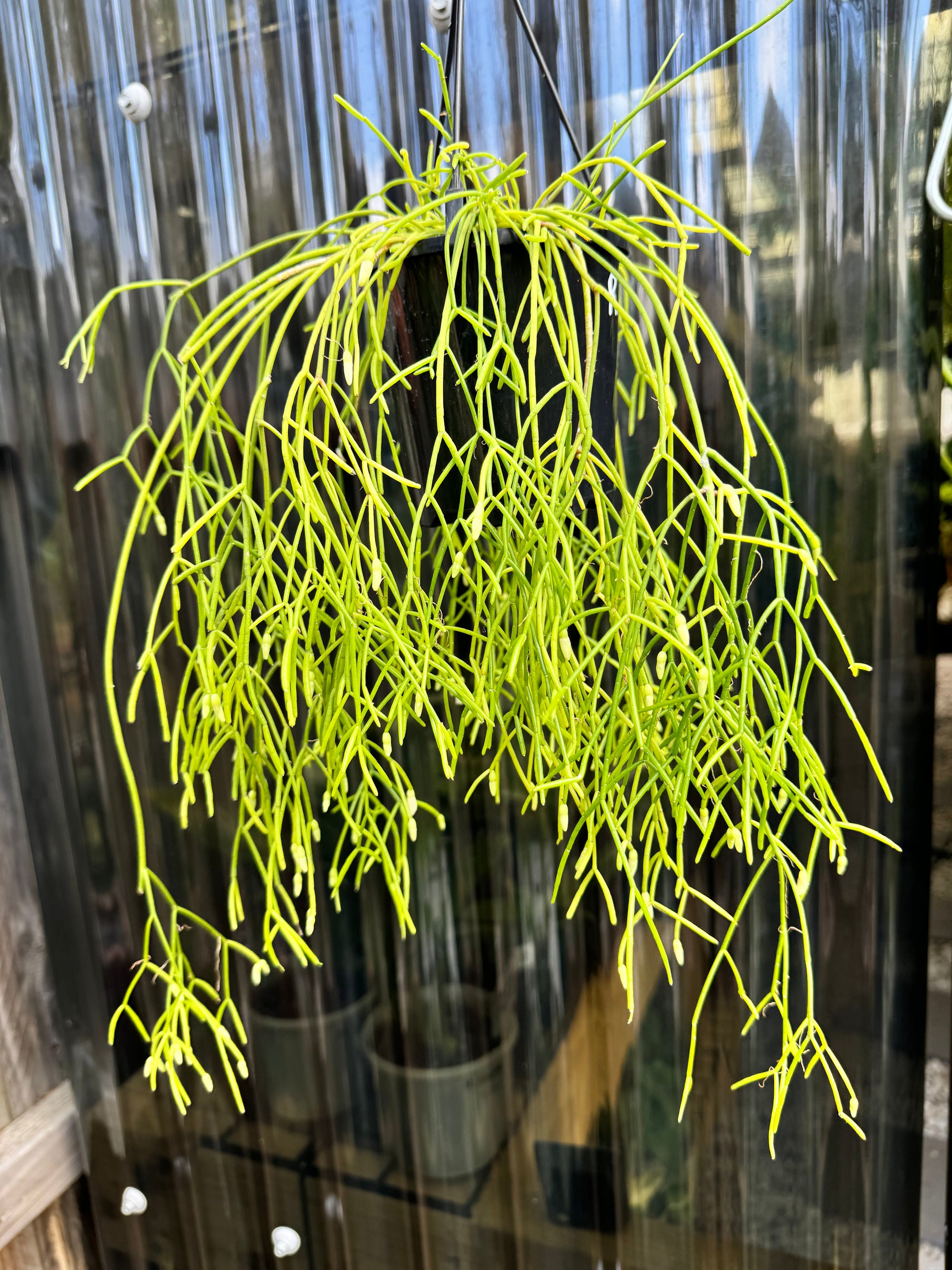 Rhipsalis baccifera D