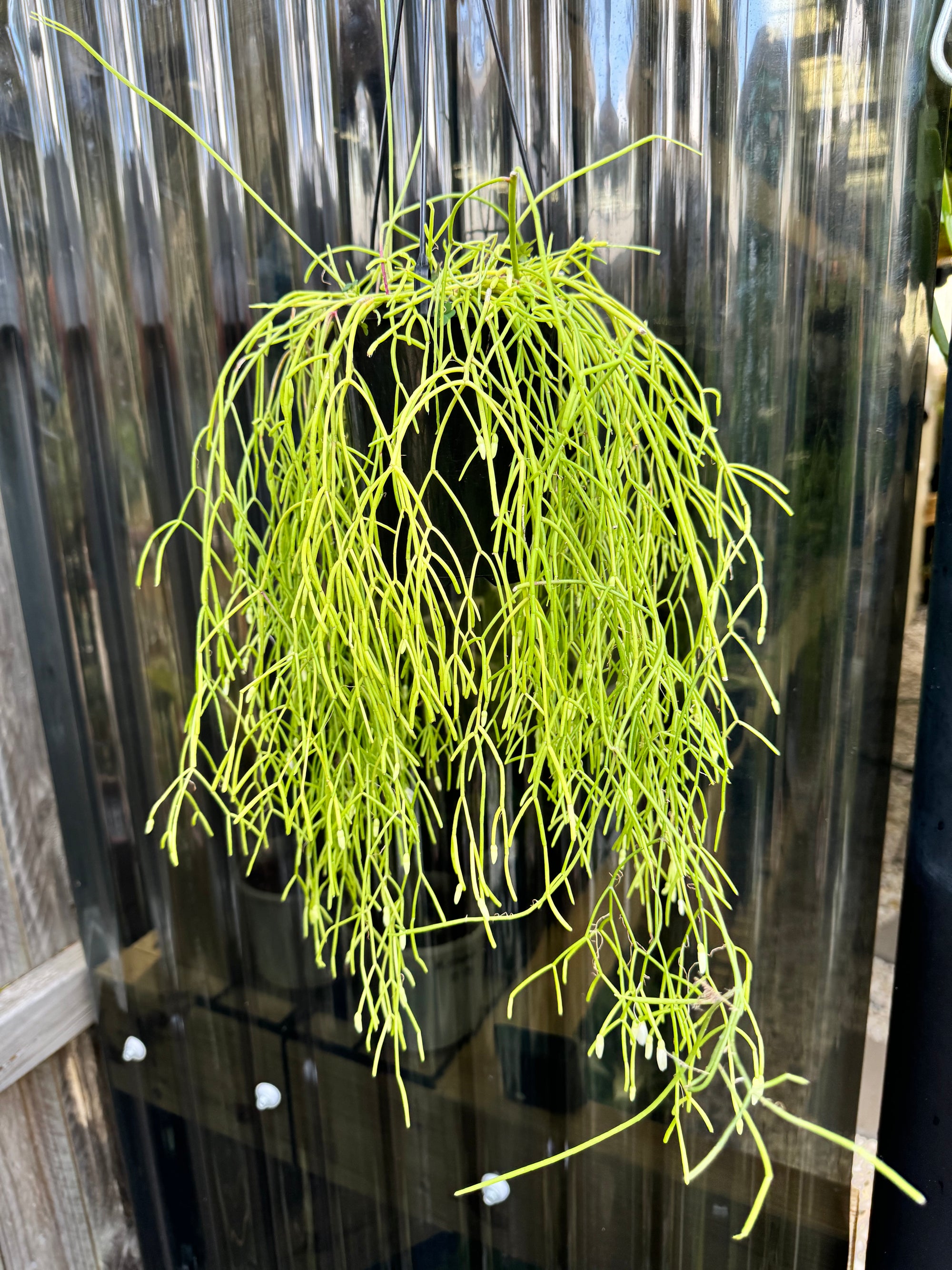 Rhipsalis baccifera E