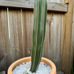 Mexican Fence Post