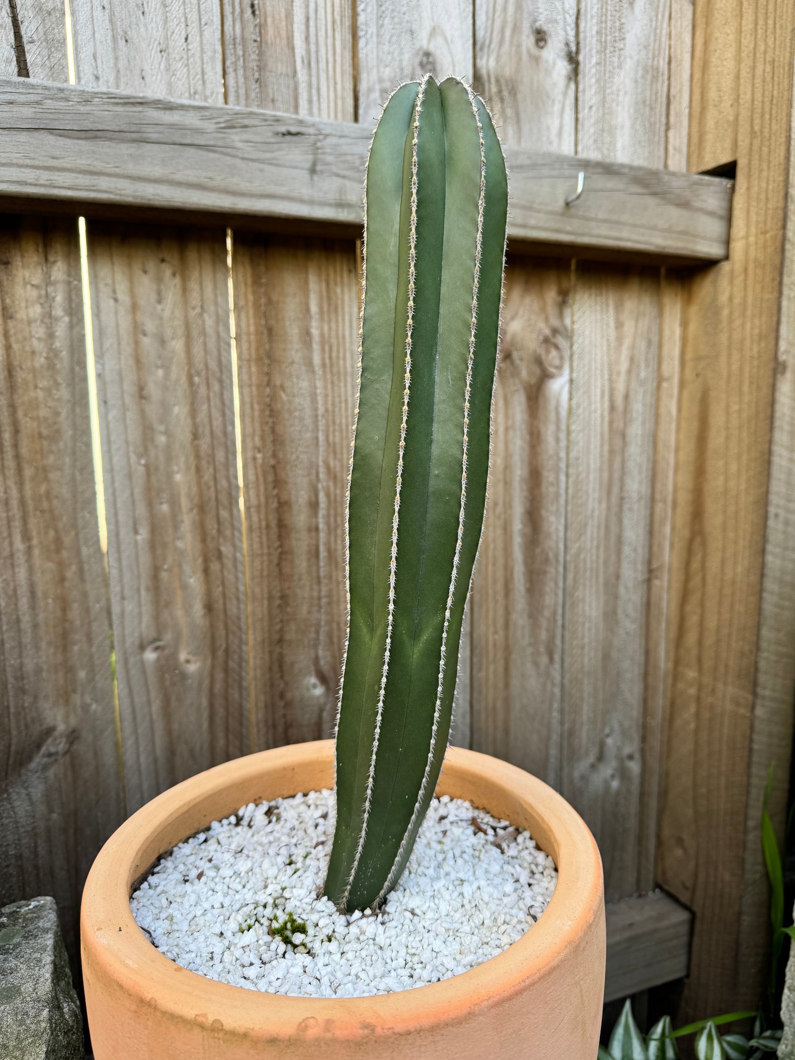 Mexican Fence Post