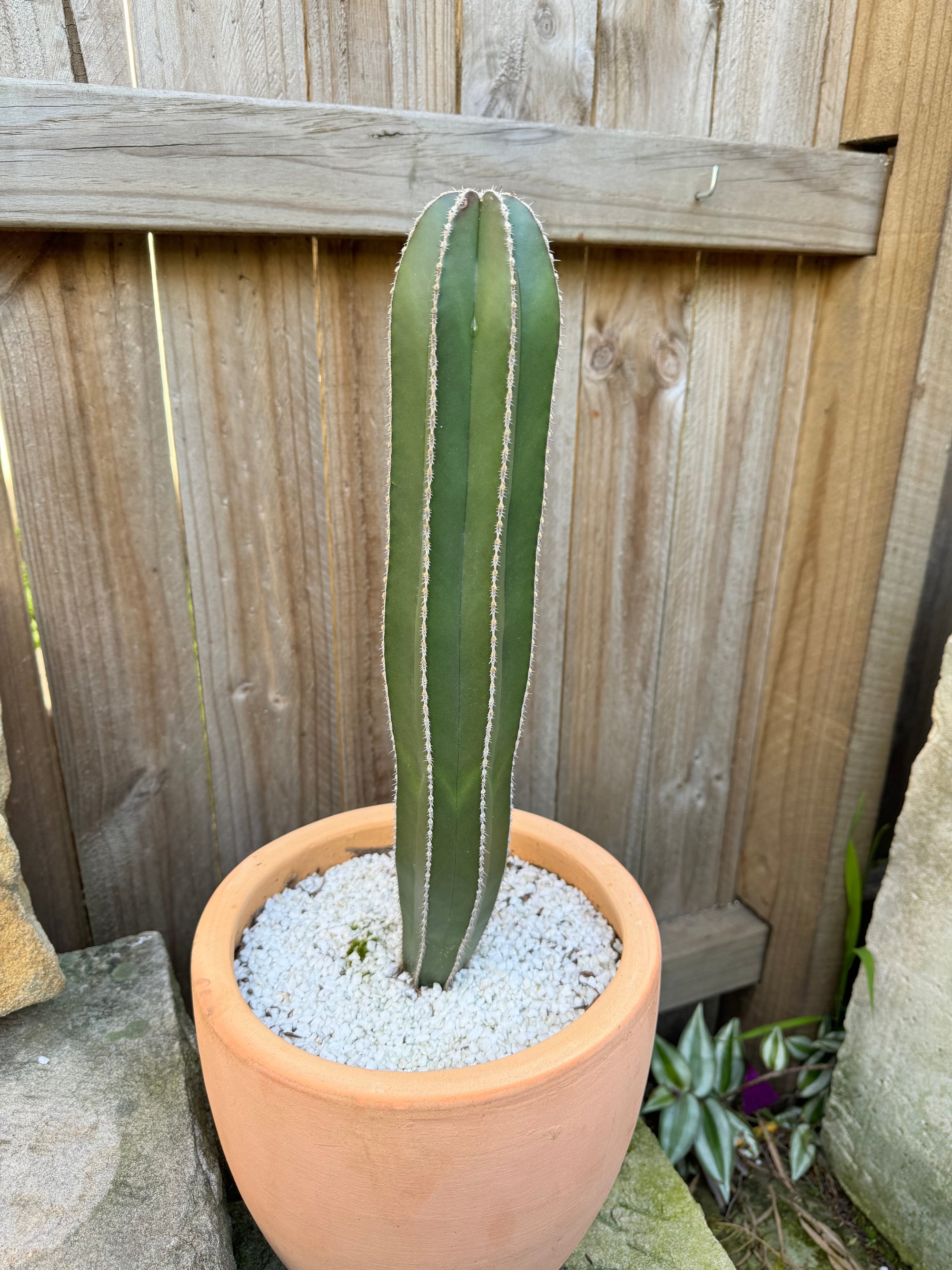 Mexican Fence Post