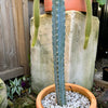 Blue Torch Cactus