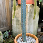 Blue Torch Cactus