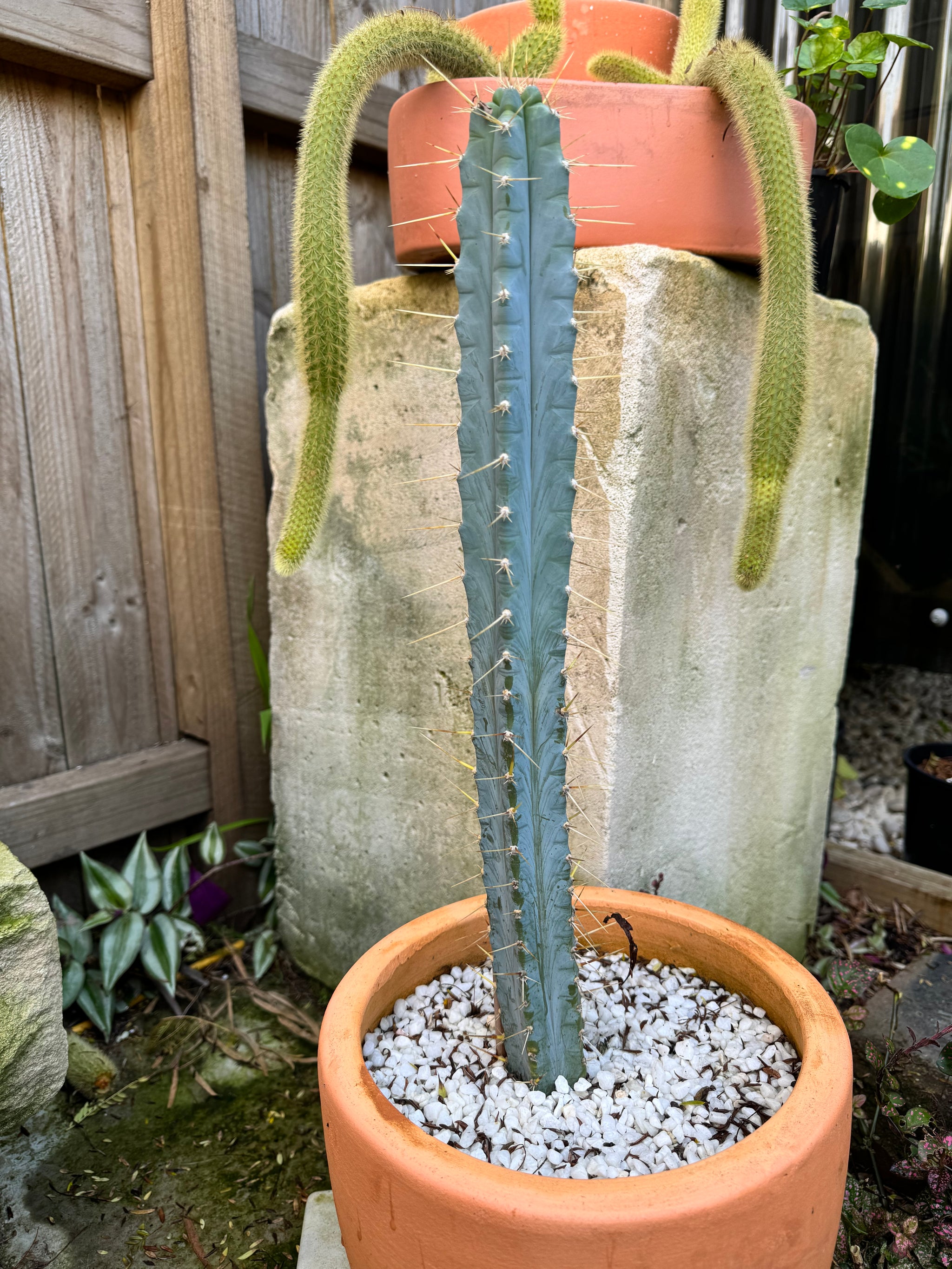 Blue Torch Cactus