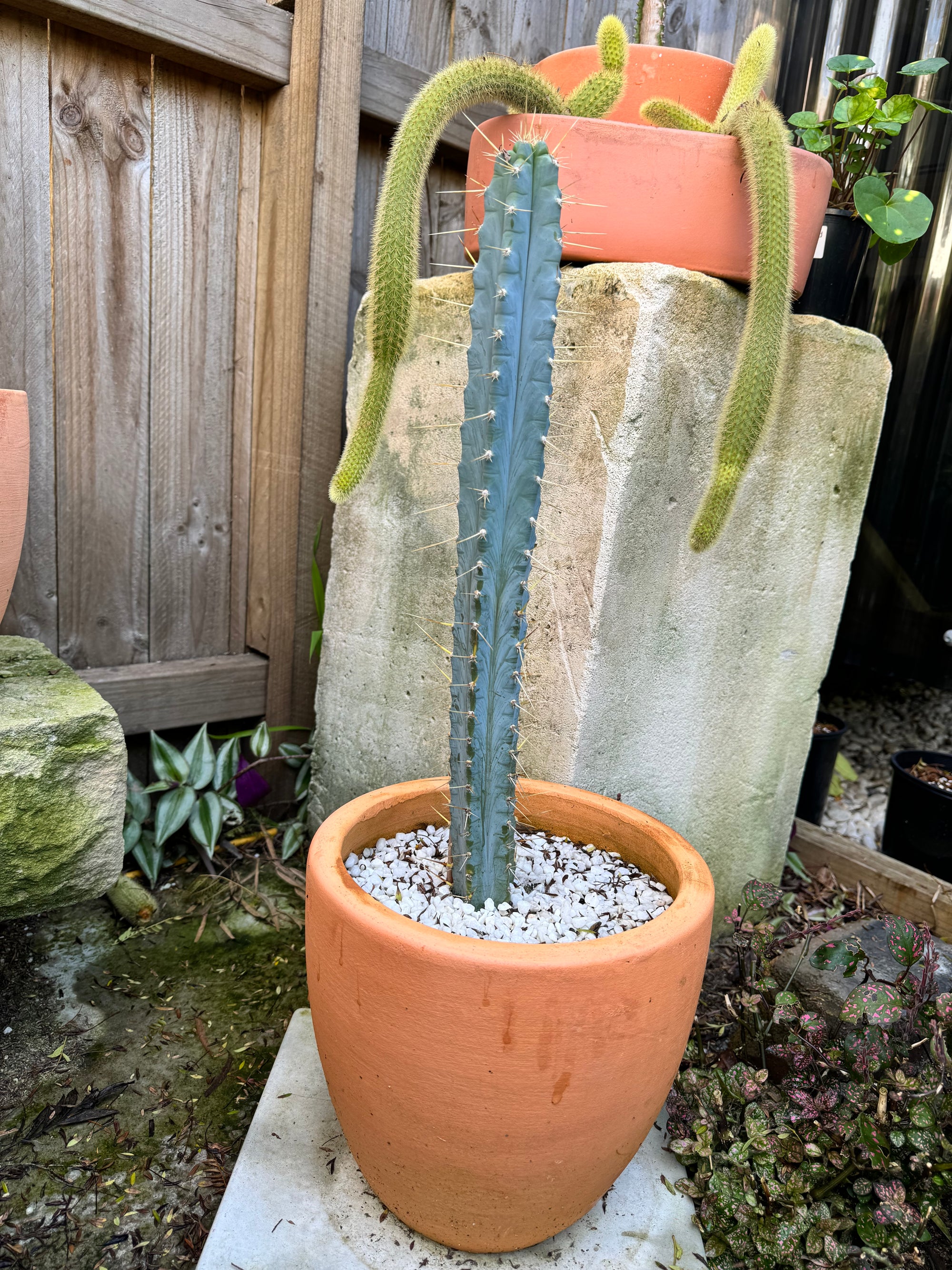 Blue Torch Cactus