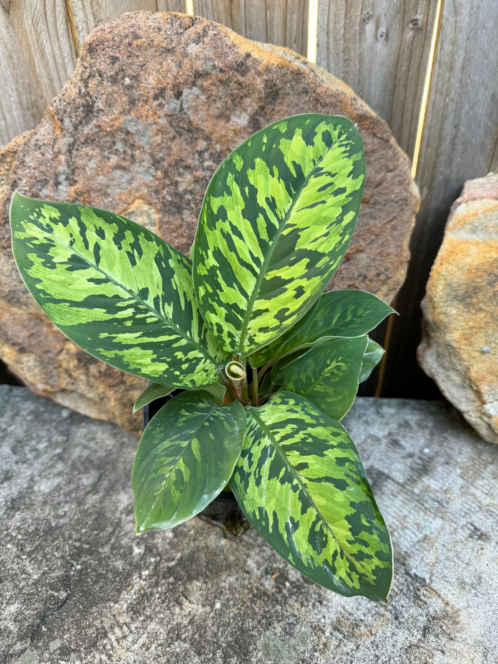 Homalomena 'Camouflage'