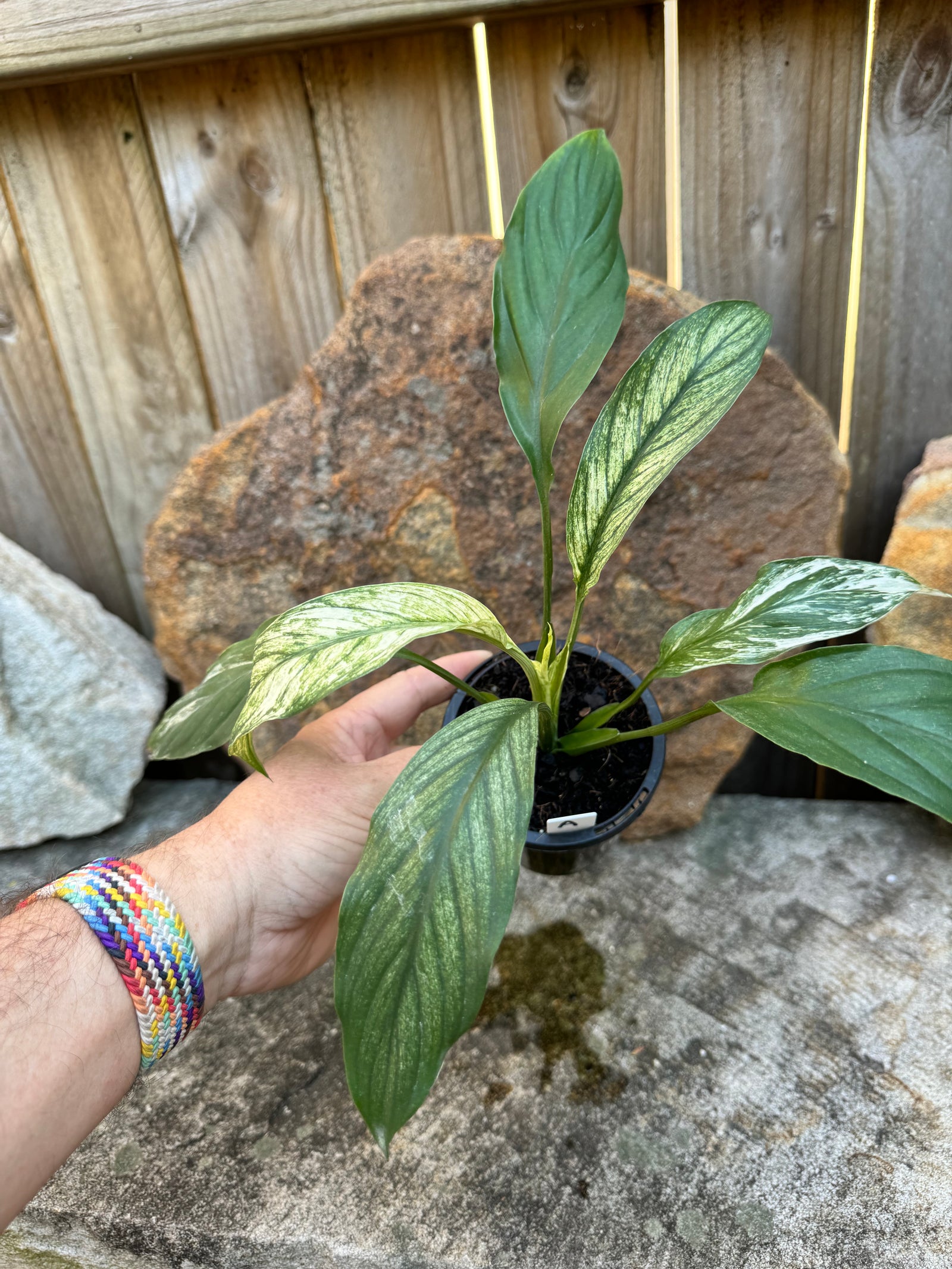 Peace Lily 'Jessica'