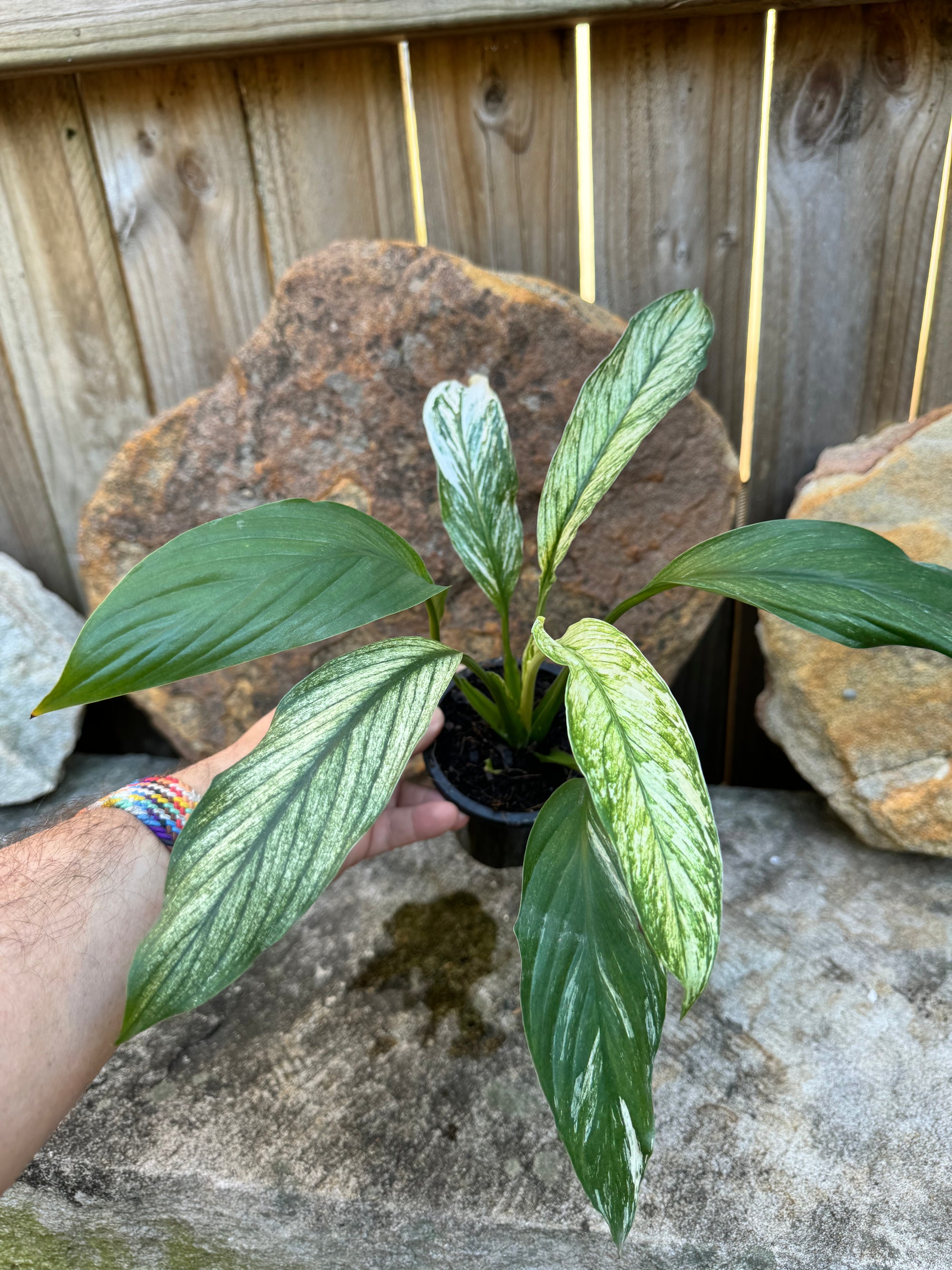 Peace Lily 'Jessica'