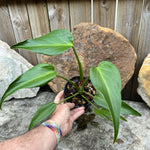 Monstera Burle Marx Flame - Large