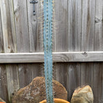 Bolivian Torch cactus