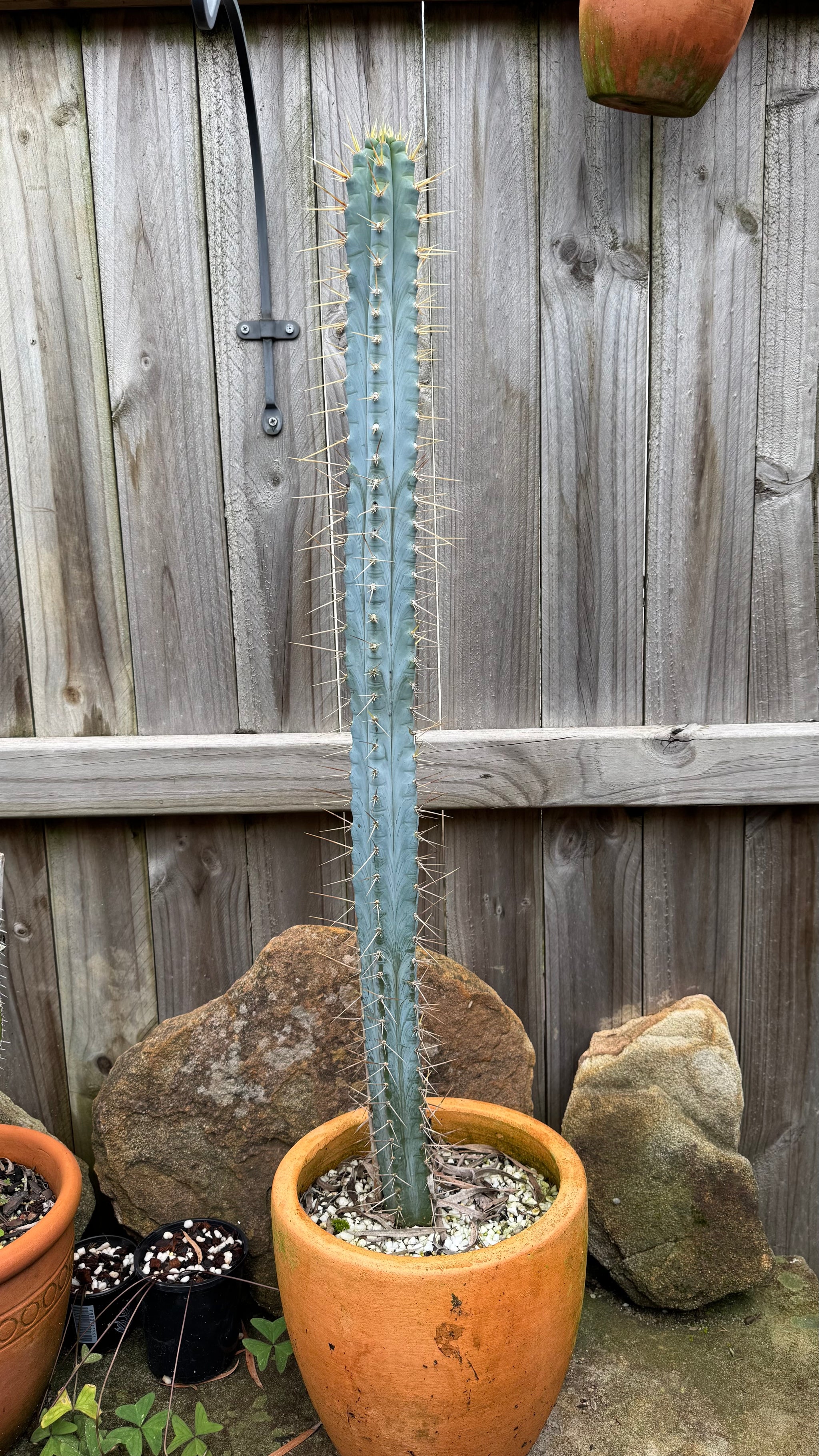 Bolivian Torch cactus