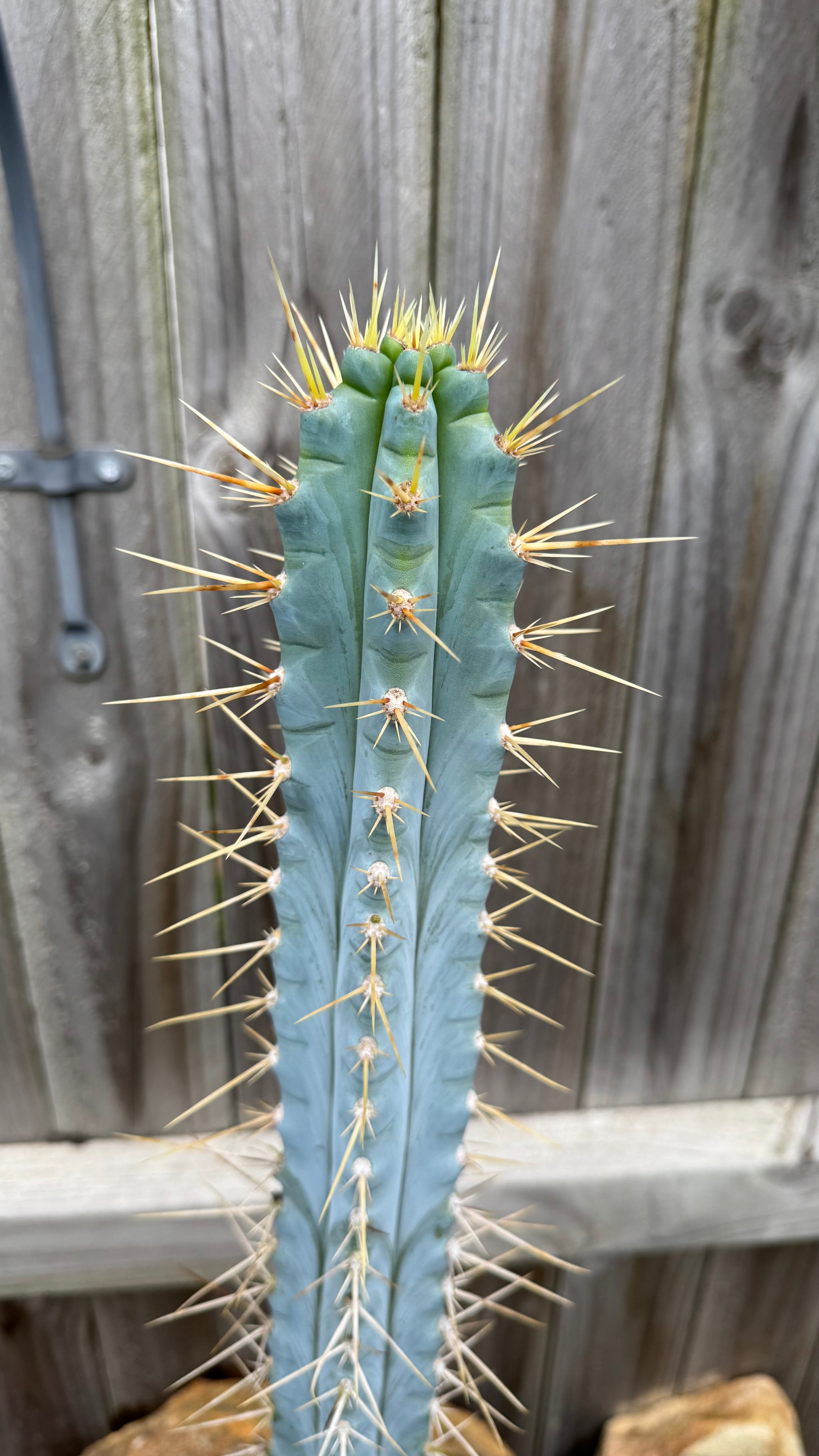 Bolivian Torch cactus