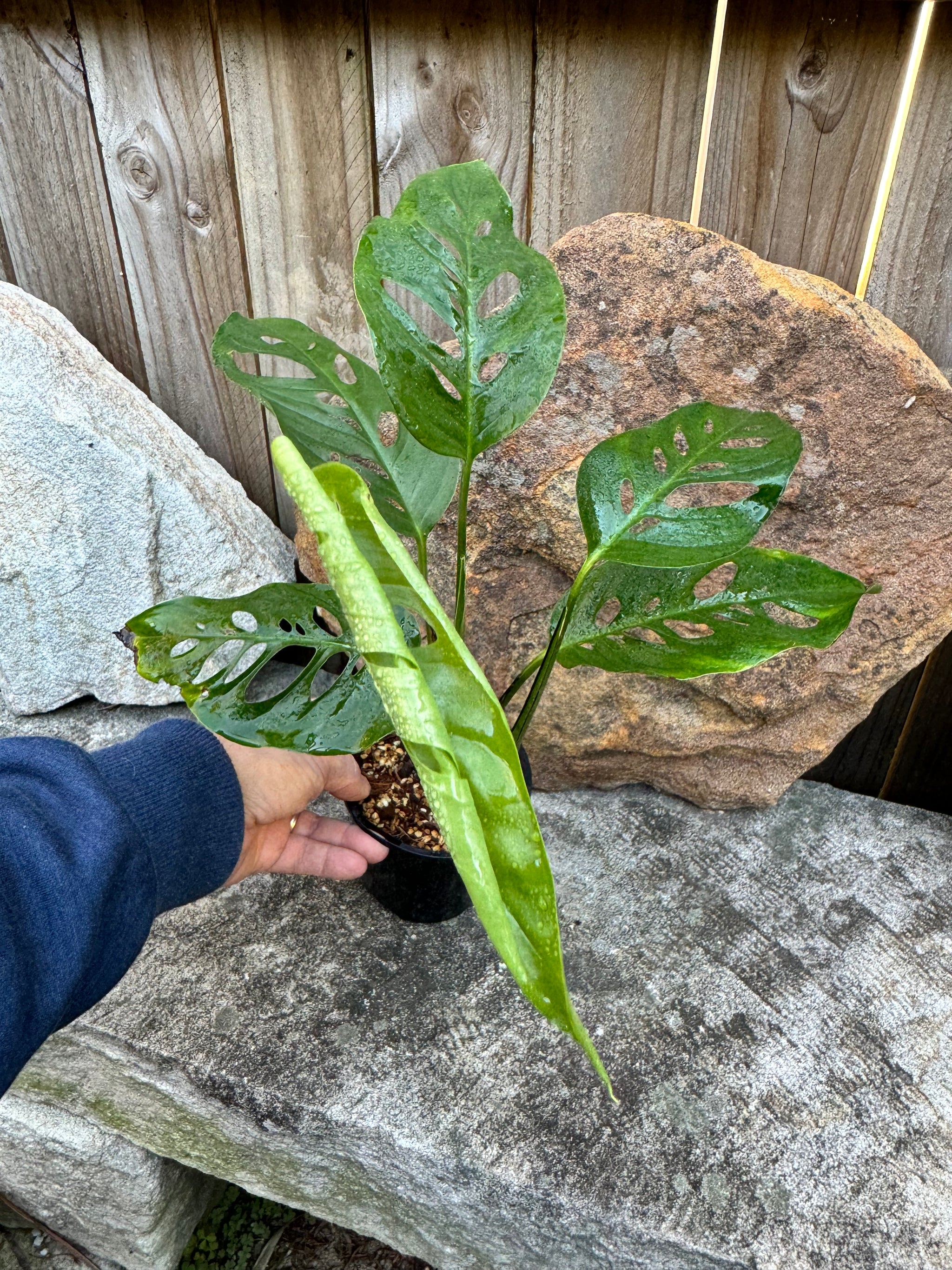 Monstera laniata Plant B