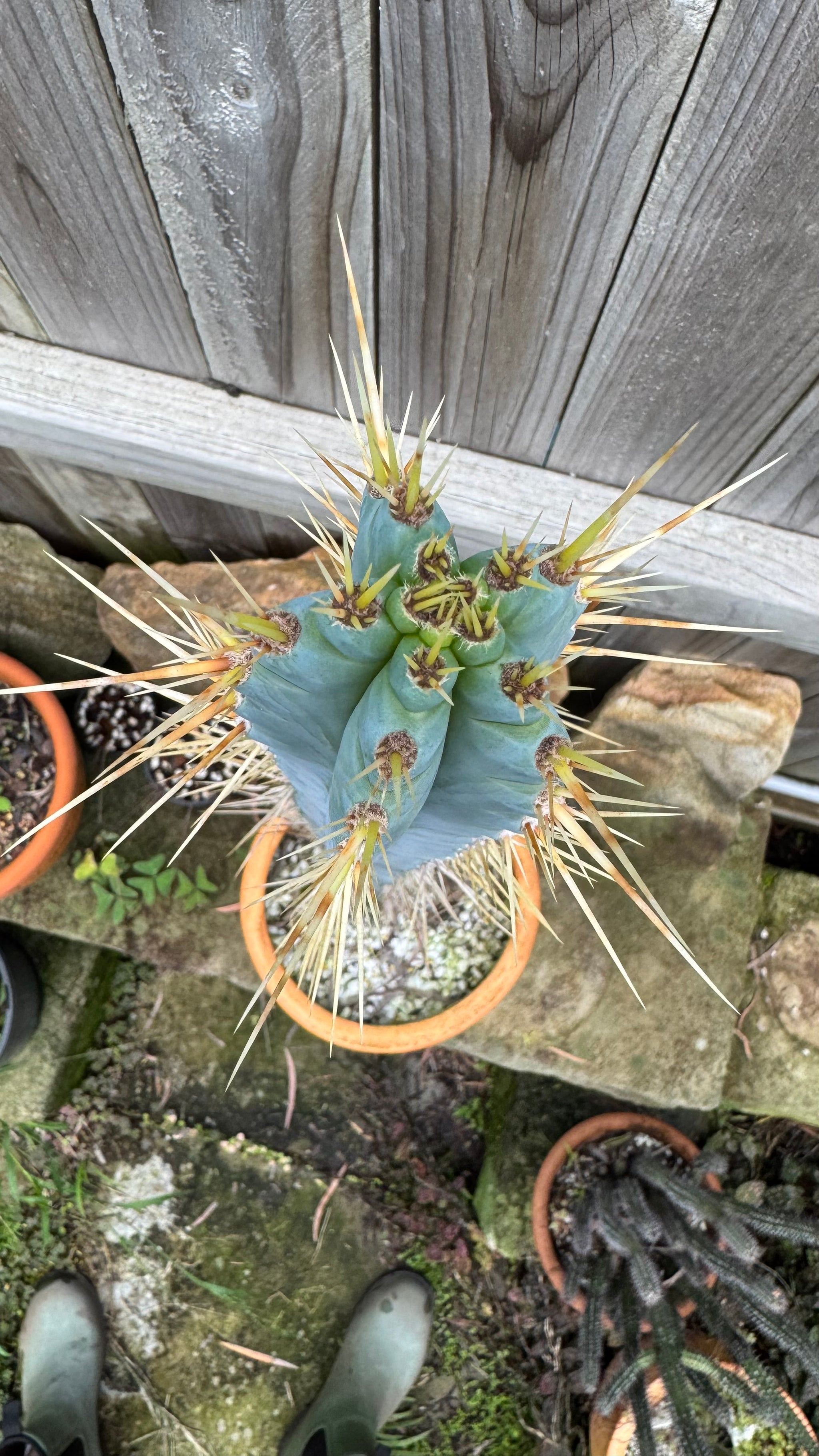 Bolivian Torch cactus