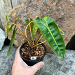 Philodendron billietiae A