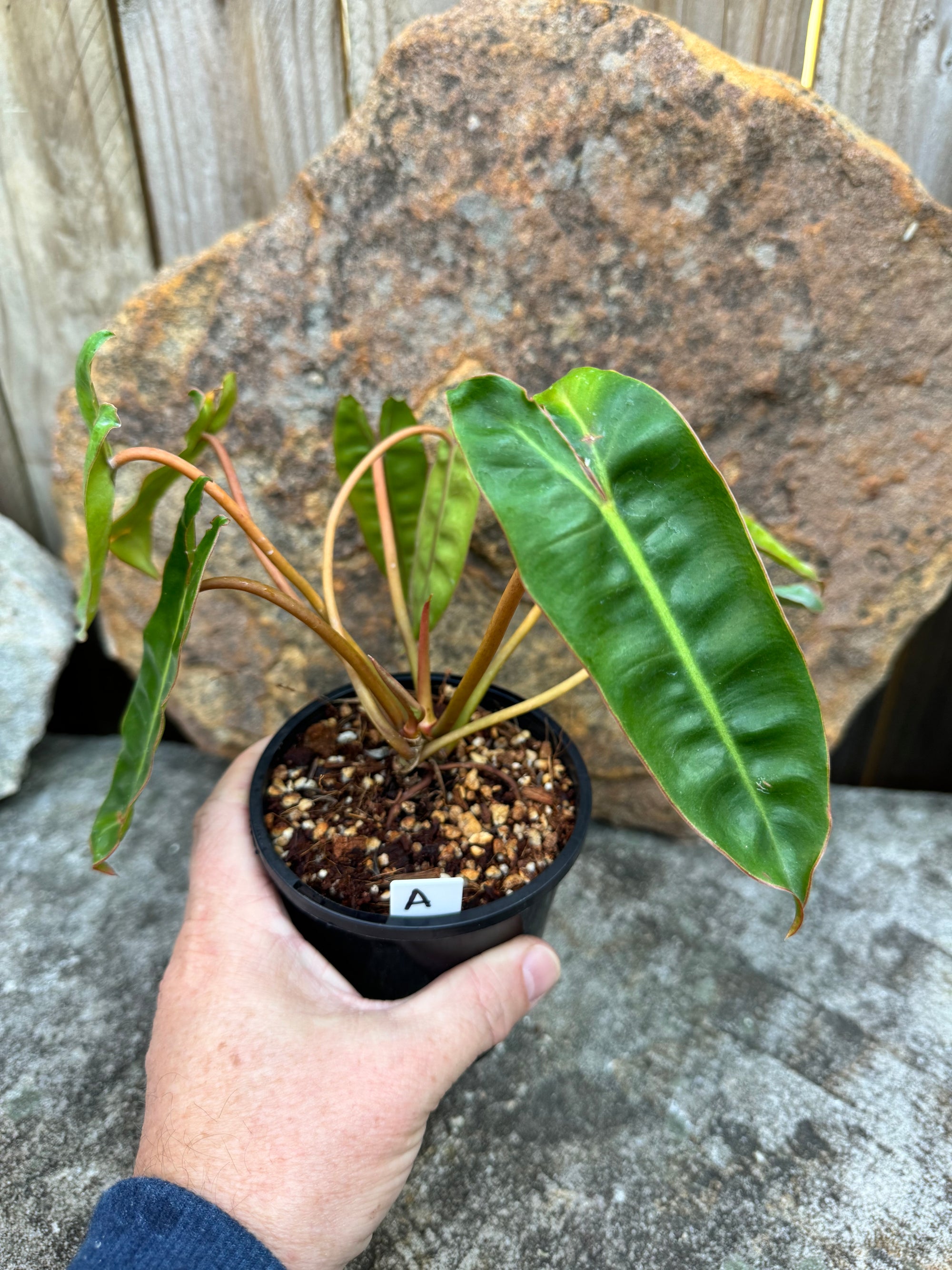 Philodendron billietiae A