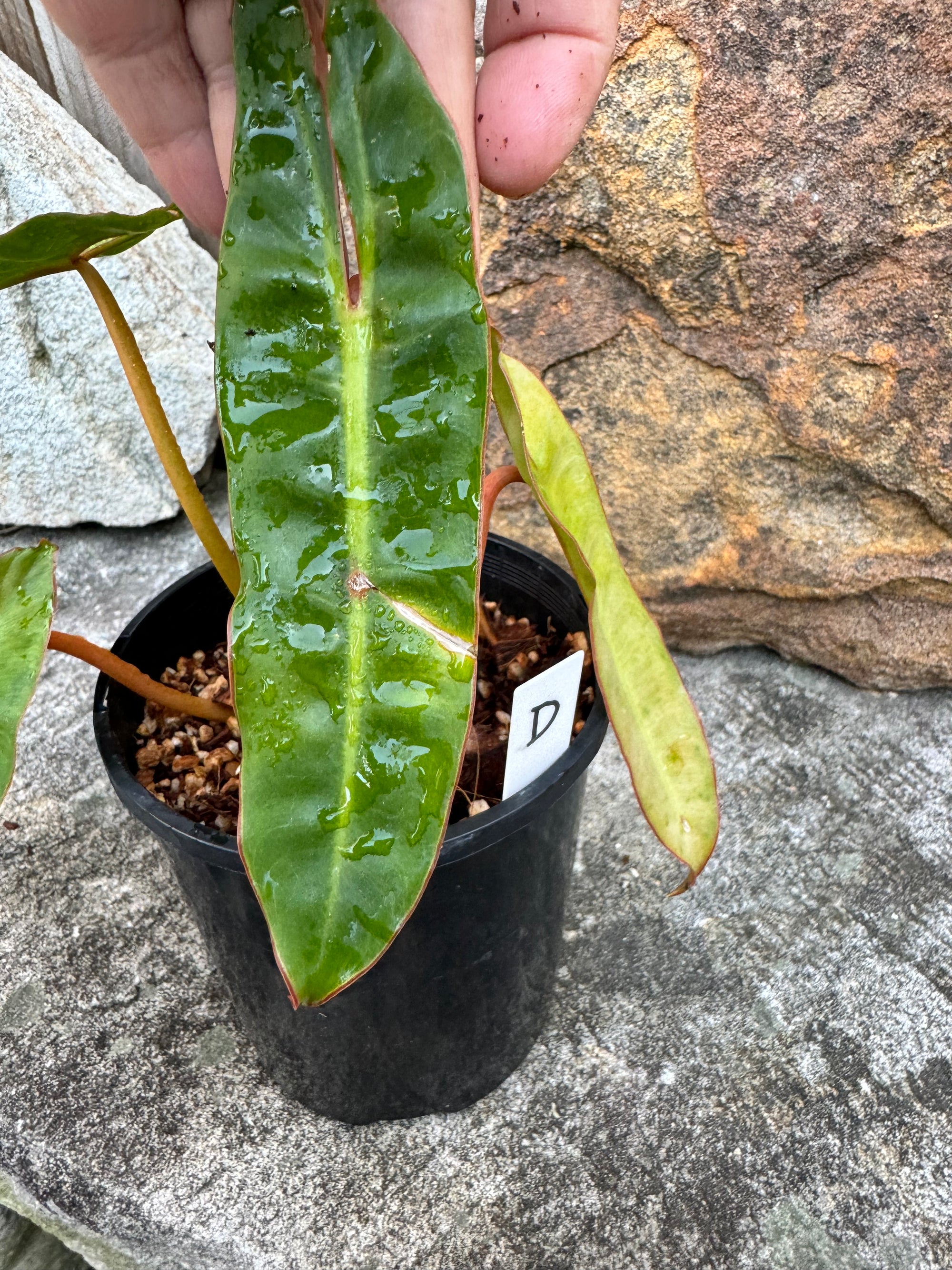 Philodendron billietiae D