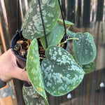 Scindapsus pictus 'Tricolour', Scindapsus pictus 'Tricolor', Scindapsus Tricolor, Tricolour Satin Pothos, Tricolor Satin Pothos.
