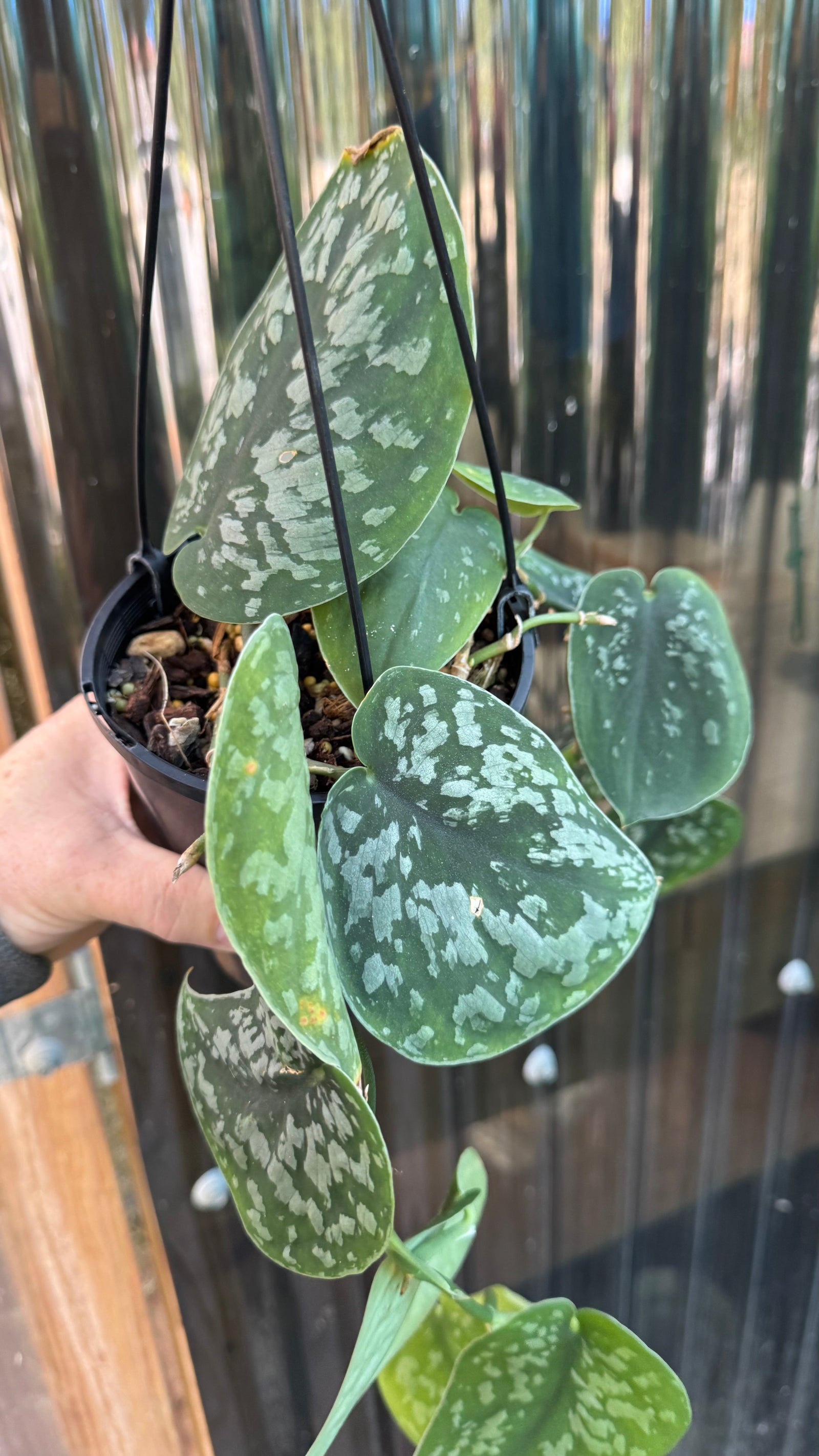 Scindapsus pictus 'Tricolour', Scindapsus pictus 'Tricolor', Scindapsus Tricolor, Tricolour Satin Pothos, Tricolor Satin Pothos.