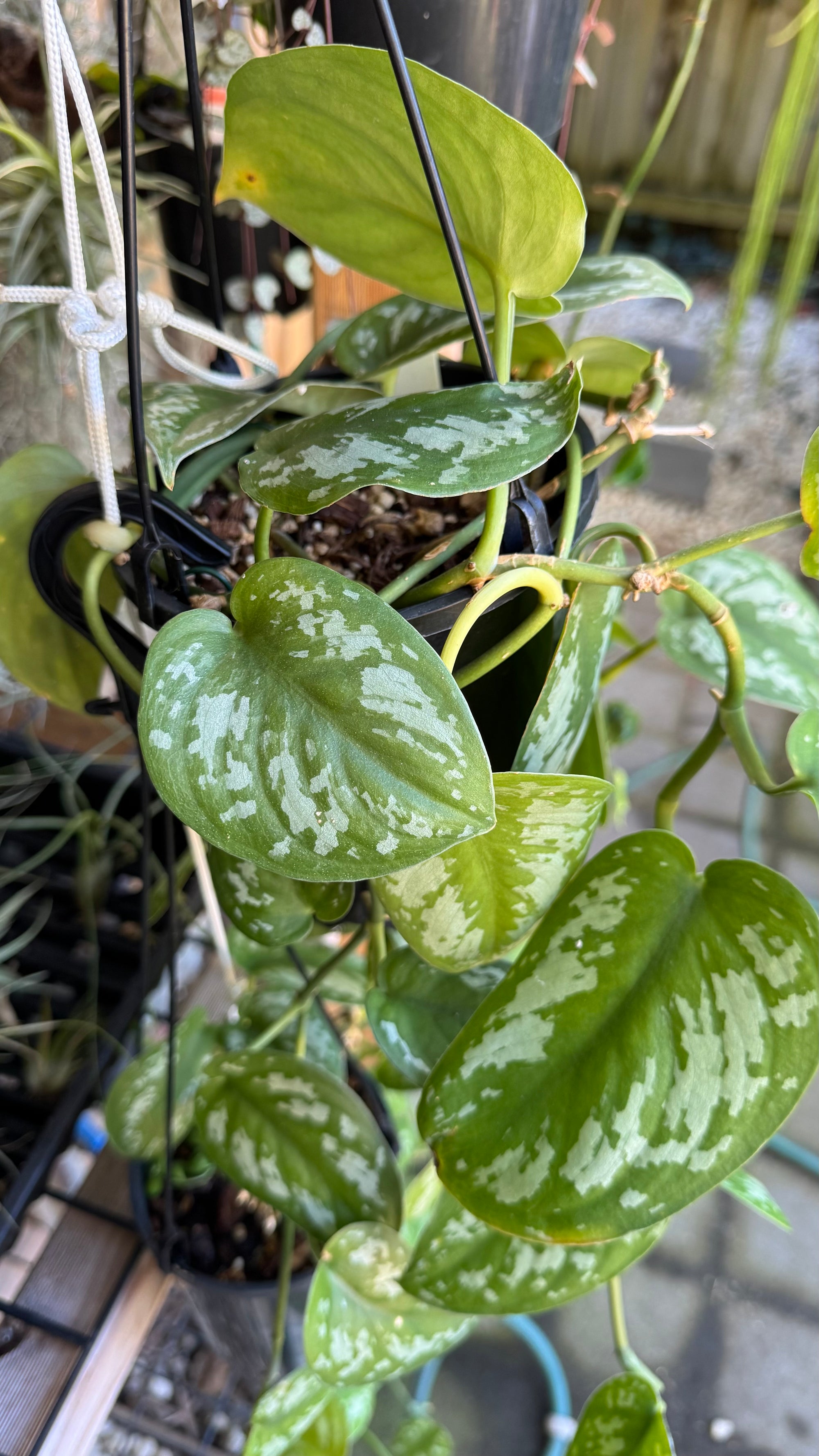 Scindapsus pictus 'Tricolour', Scindapsus pictus 'Tricolor', Scindapsus Tricolor, Tricolour Satin Pothos, Tricolor Satin Pothos.