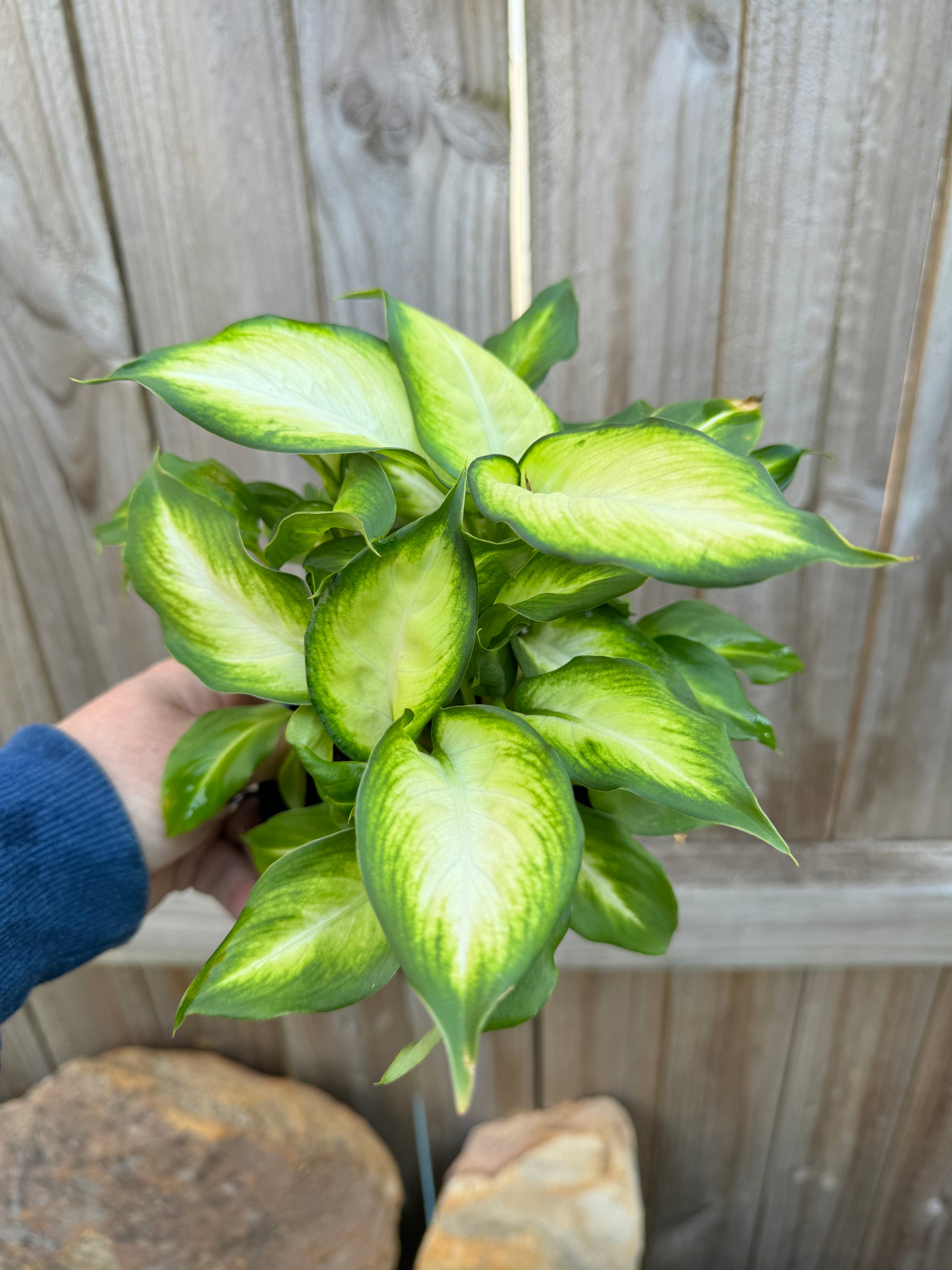 Dieffenbachia Tropic Marianne B