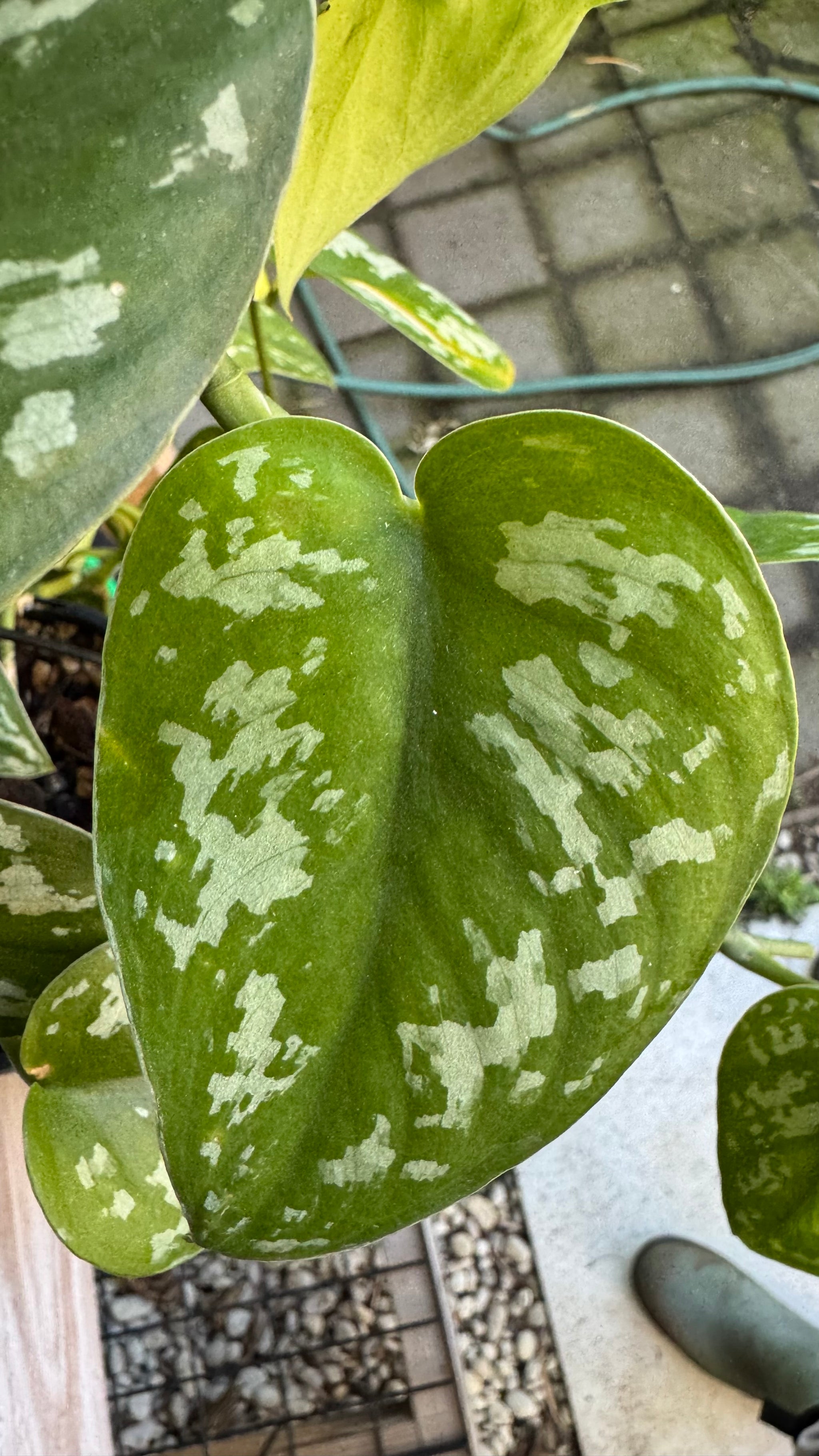 Scindapsus pictus 'Tricolour', Scindapsus pictus 'Tricolor', Scindapsus Tricolor, Tricolour Satin Pothos, Tricolor Satin Pothos.