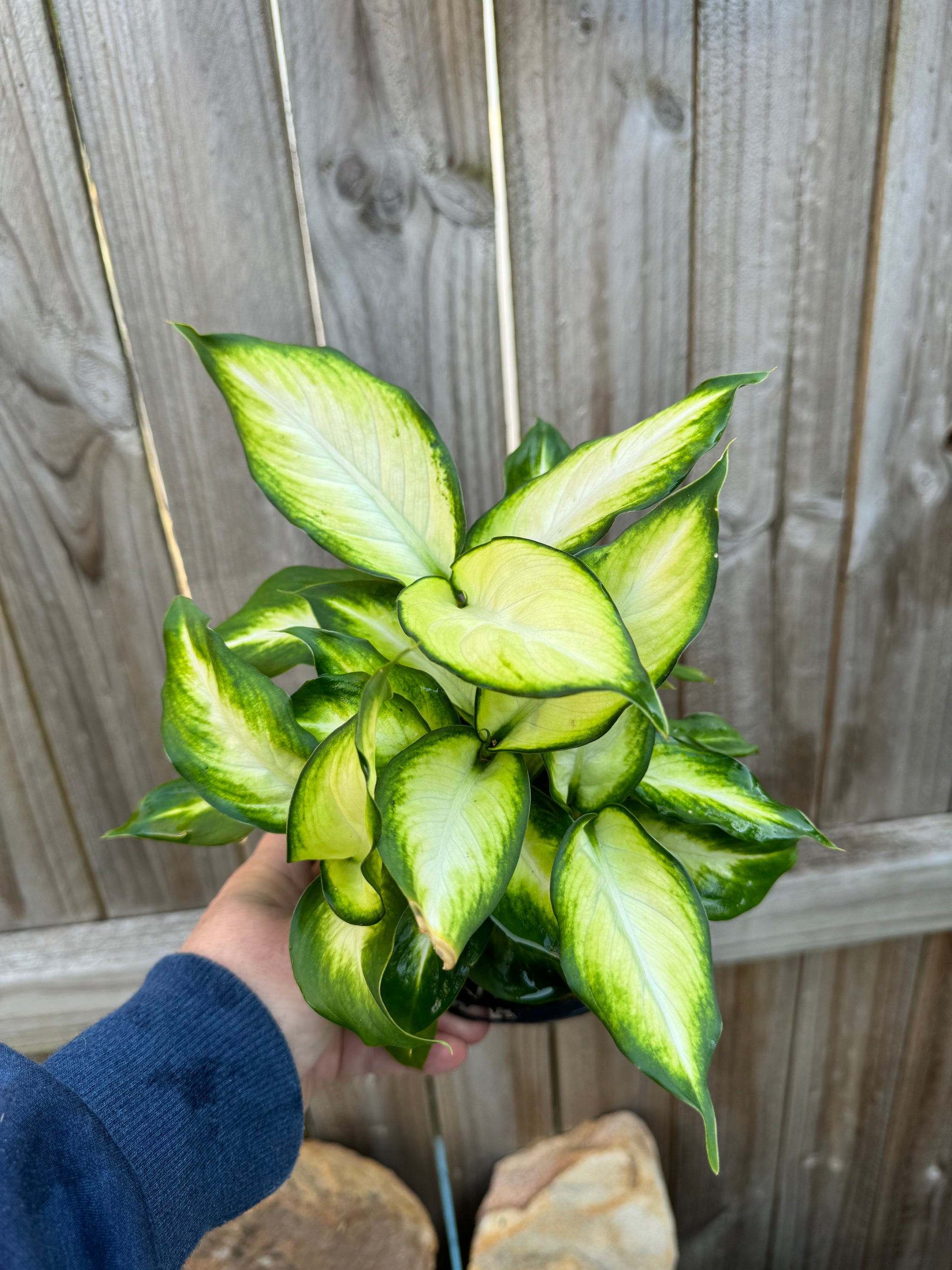 Dieffenbachia Tropic Marianne A