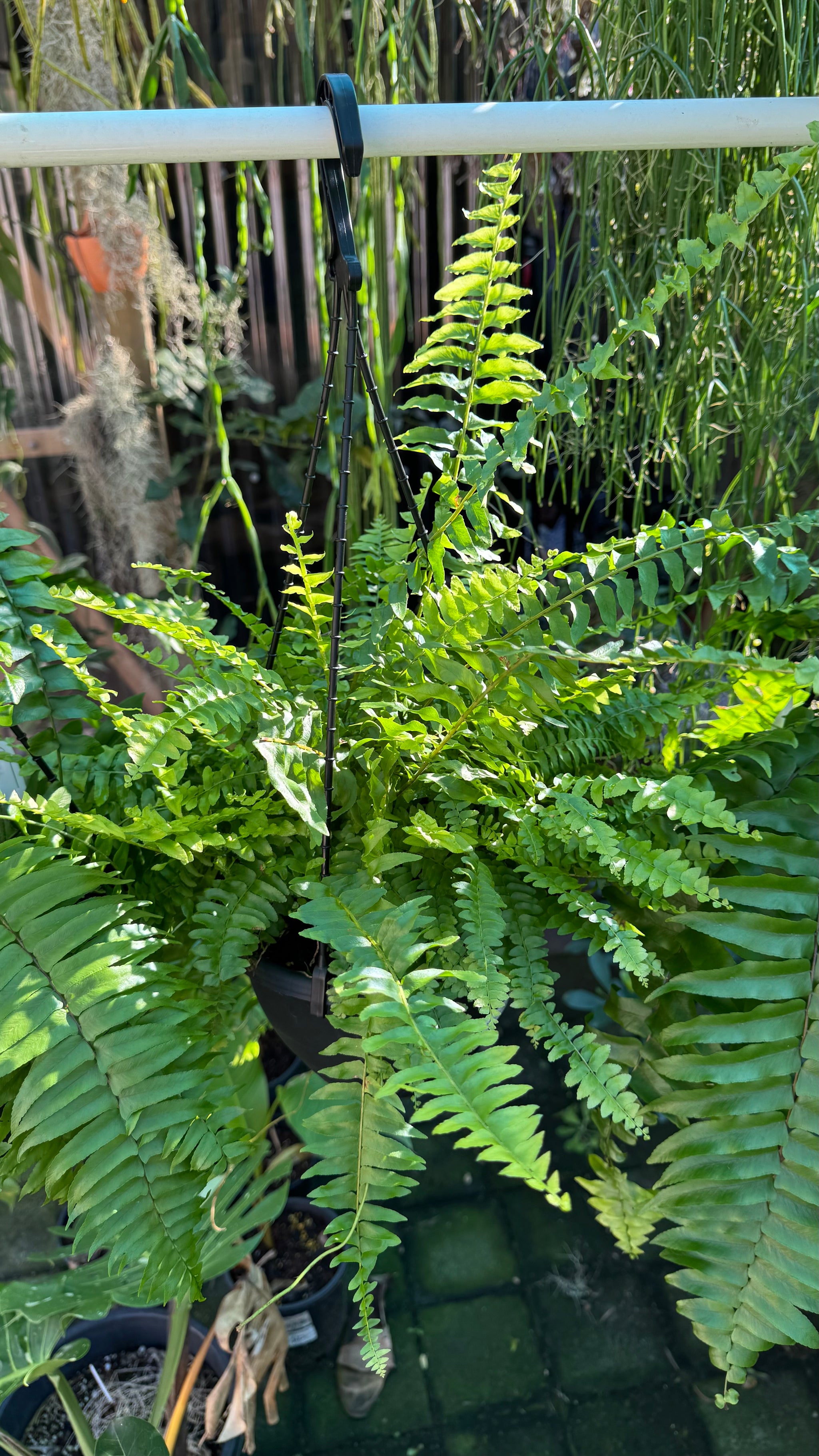 Nephrolepis biserrata ‘Macho’ — Giant Sword Fern
