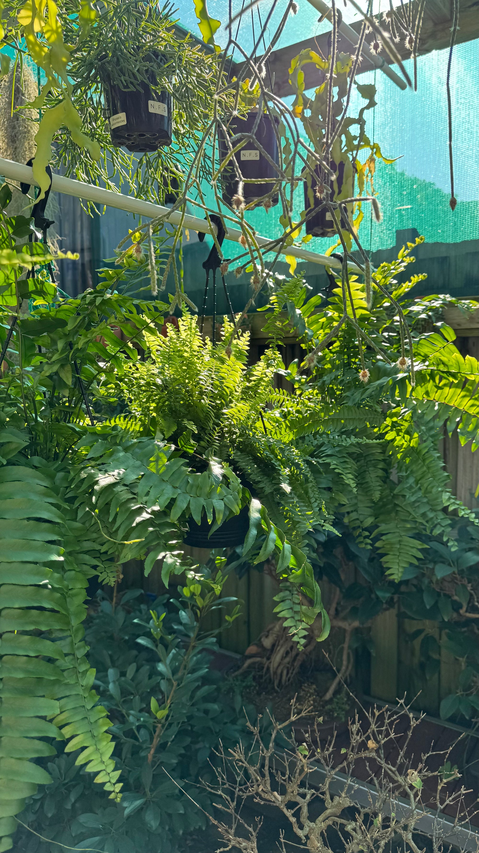 Nephrolepis biserrata ‘Macho’ — Giant Sword Fern