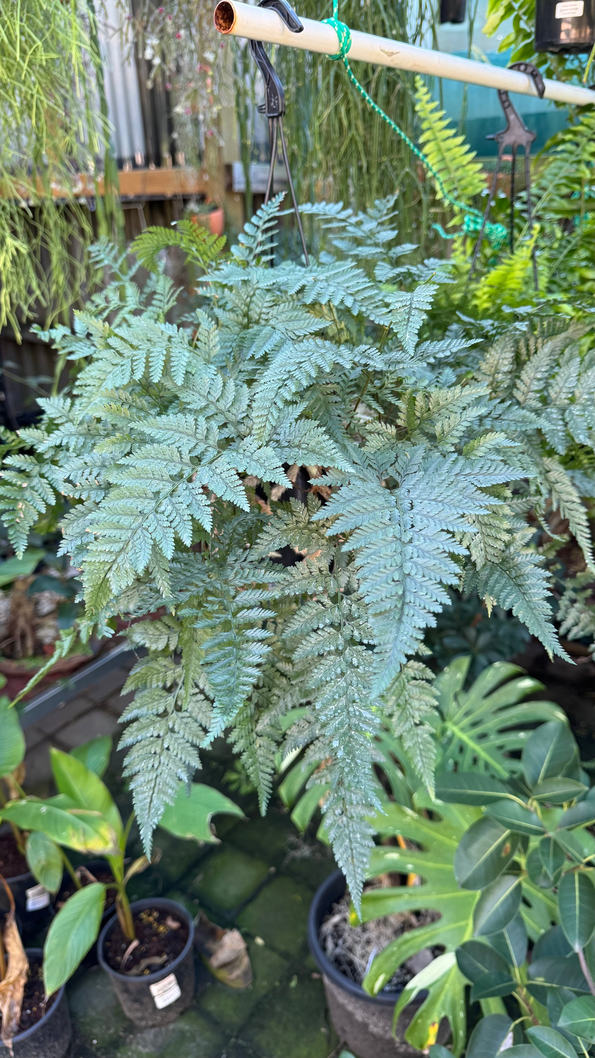 'White Rabbit Foot' Fern