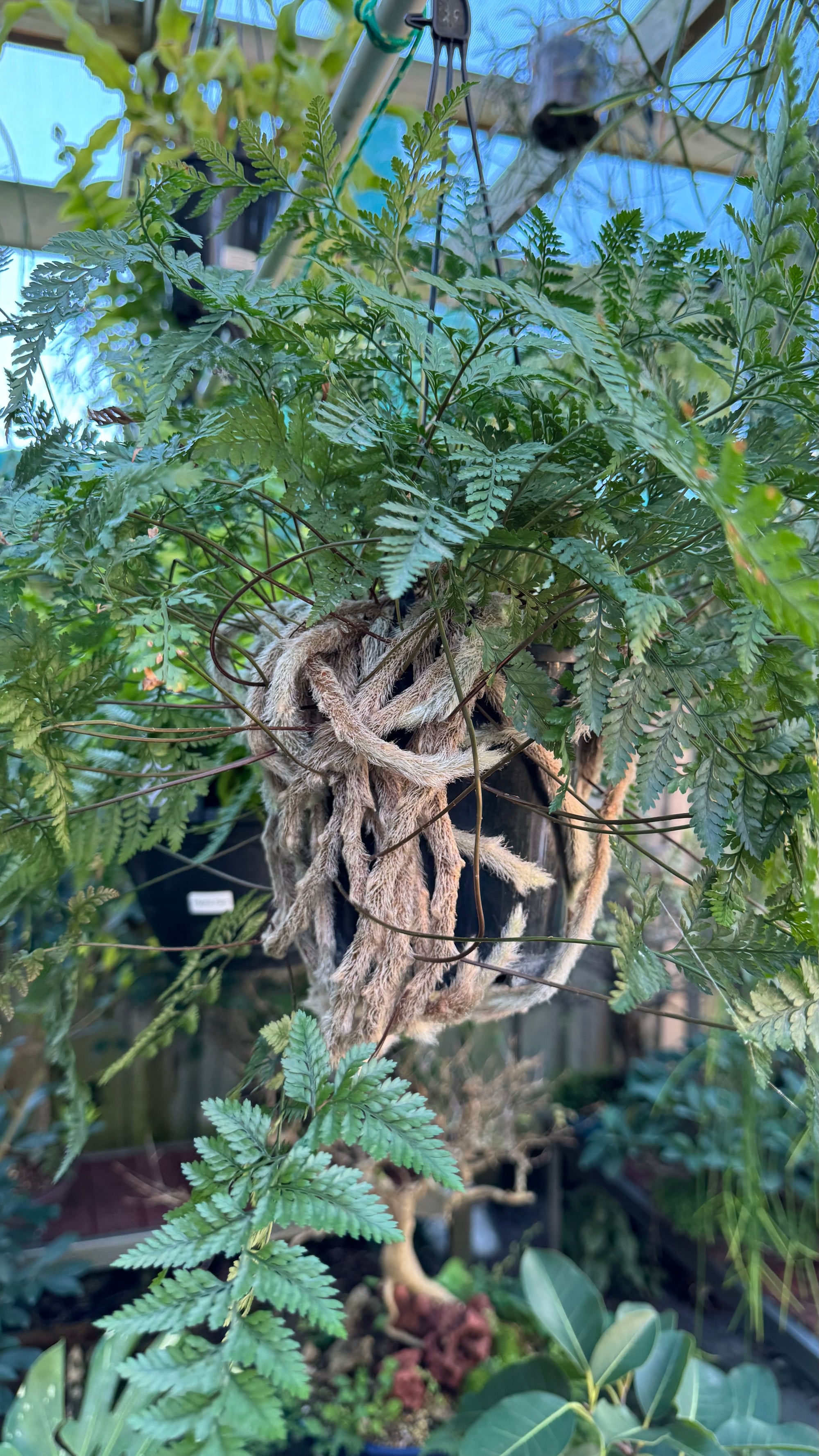 'White Rabbit Foot' Fern