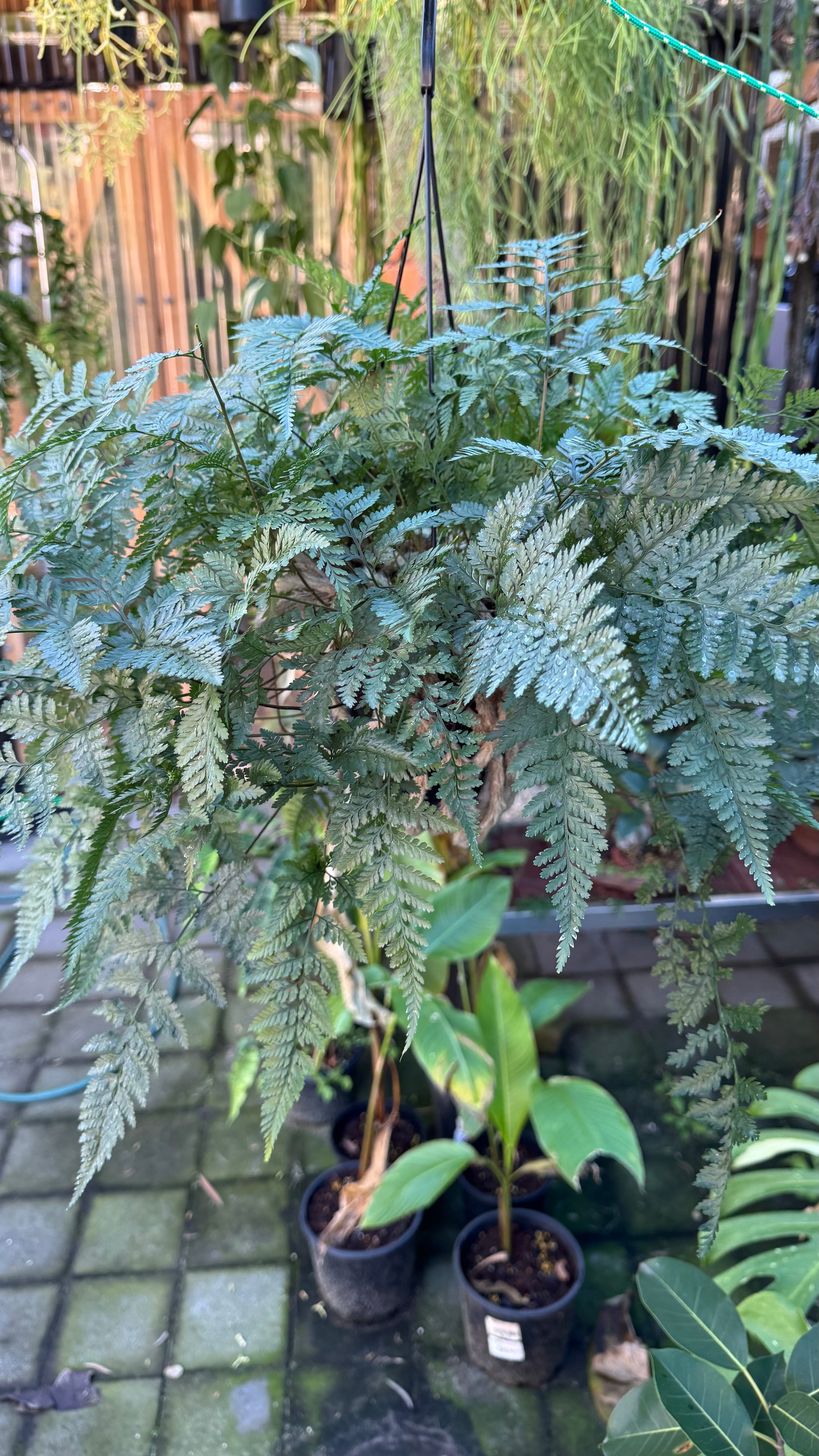 'White Rabbit Foot' Fern