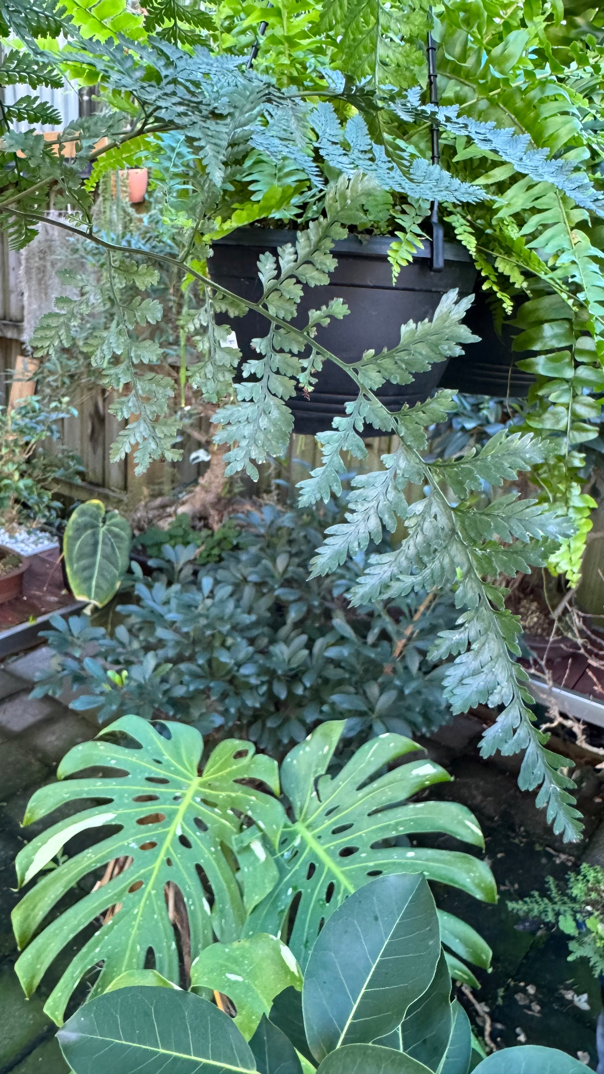 'White Rabbit Foot' Fern