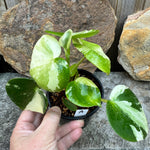 Peperomia polybotrya Variegata A