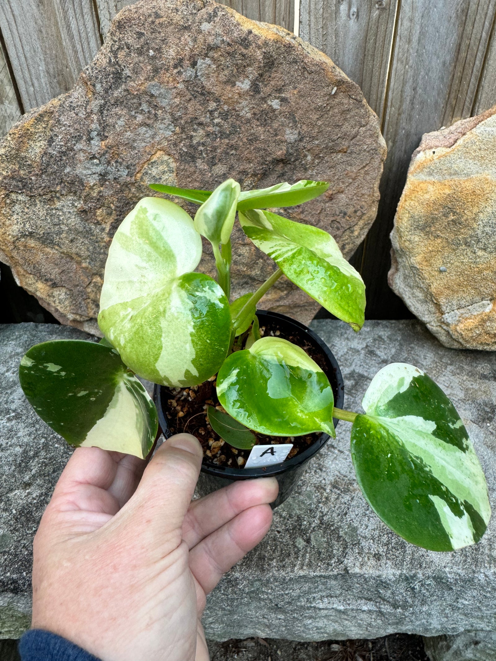 Peperomia polybotrya Variegata A